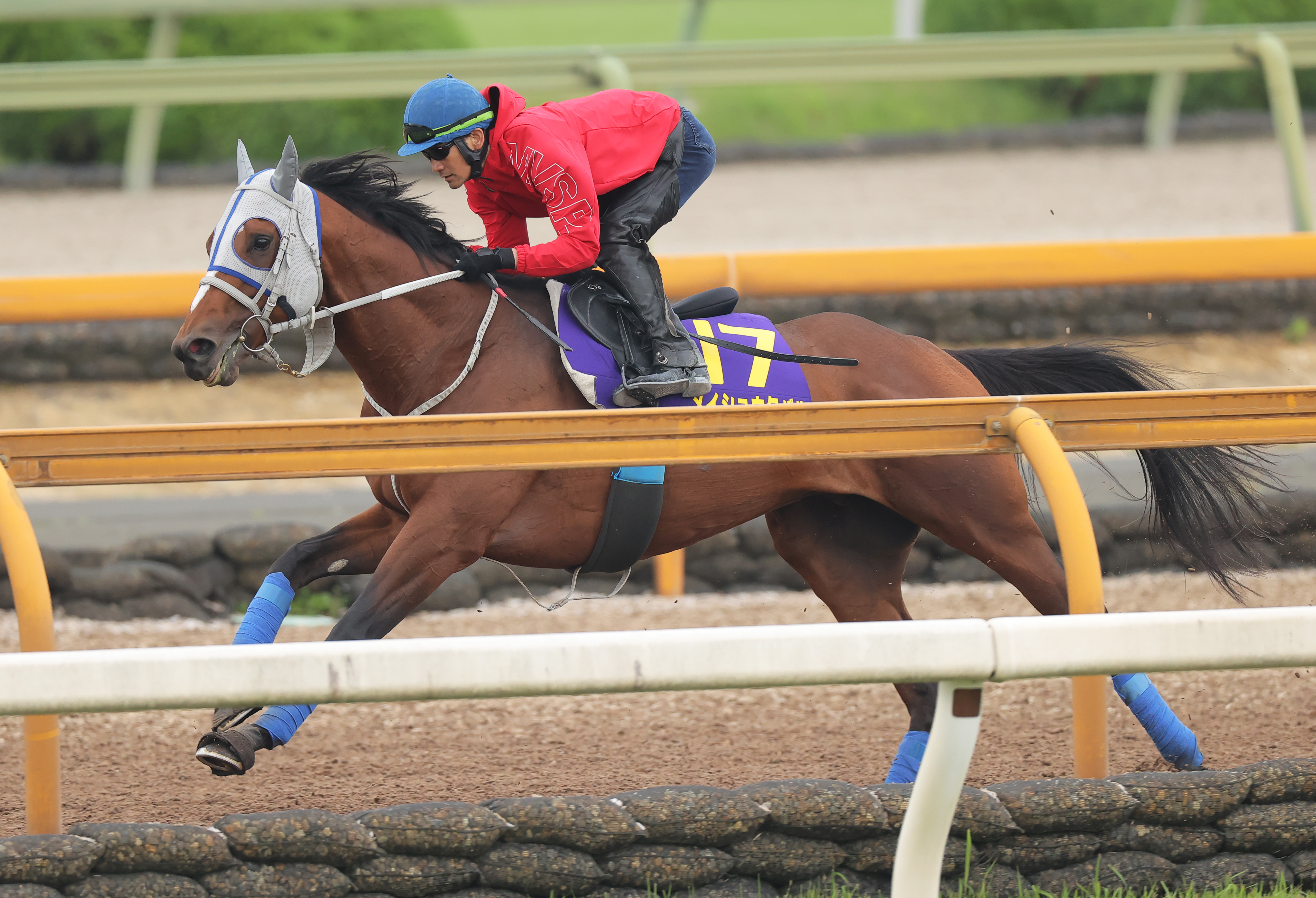 宝塚記念 1週前追い切り】メイショウタバルは栗東CWで6ハロン80秒8
