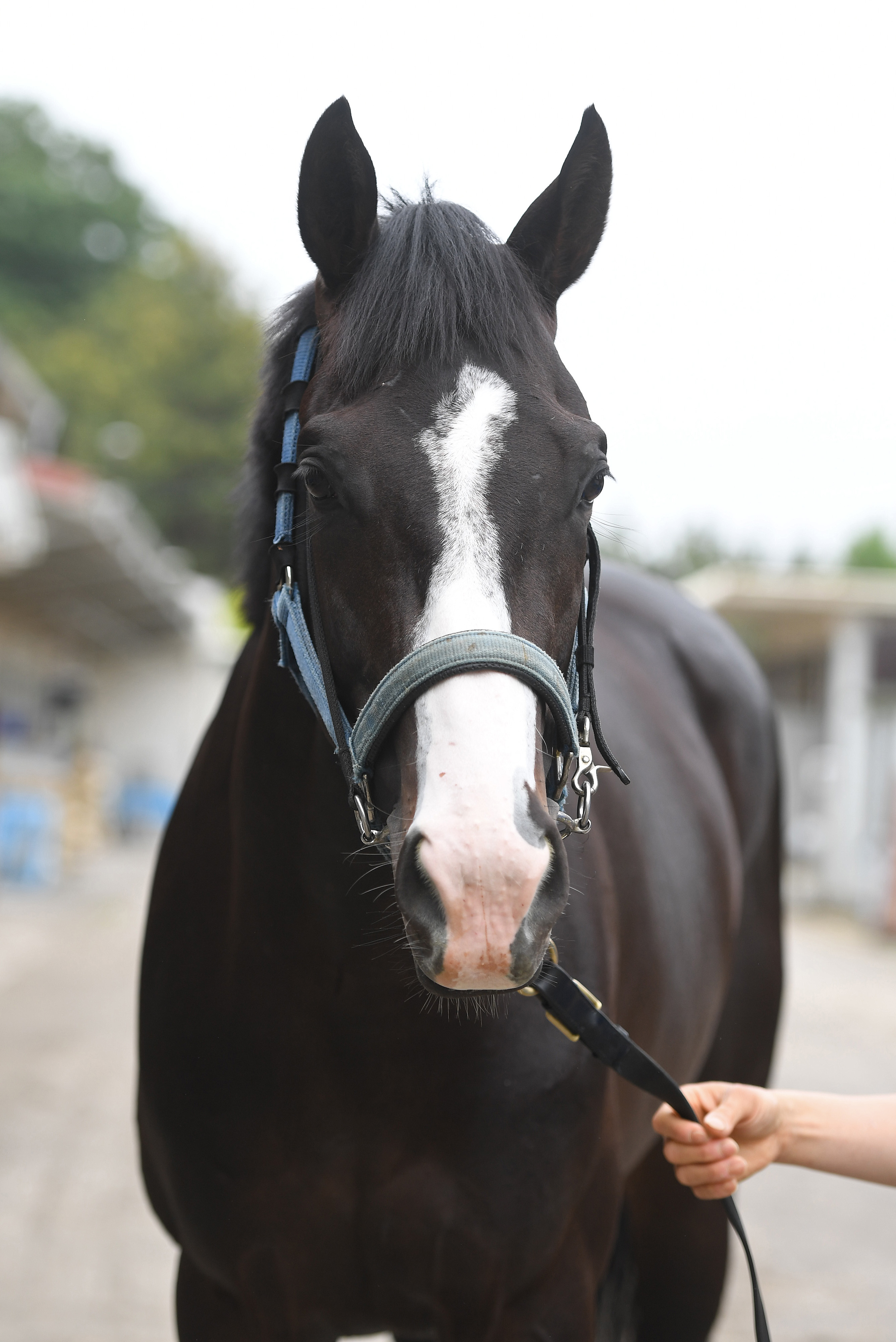 天皇賞・秋 2週前追い切り】マスカレードボールは坂路3頭併せで4ハロン