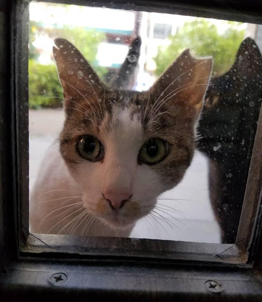 猫にやさしい商店街に 「野良減らす」不妊去勢手術活動 店主ら資金集め 