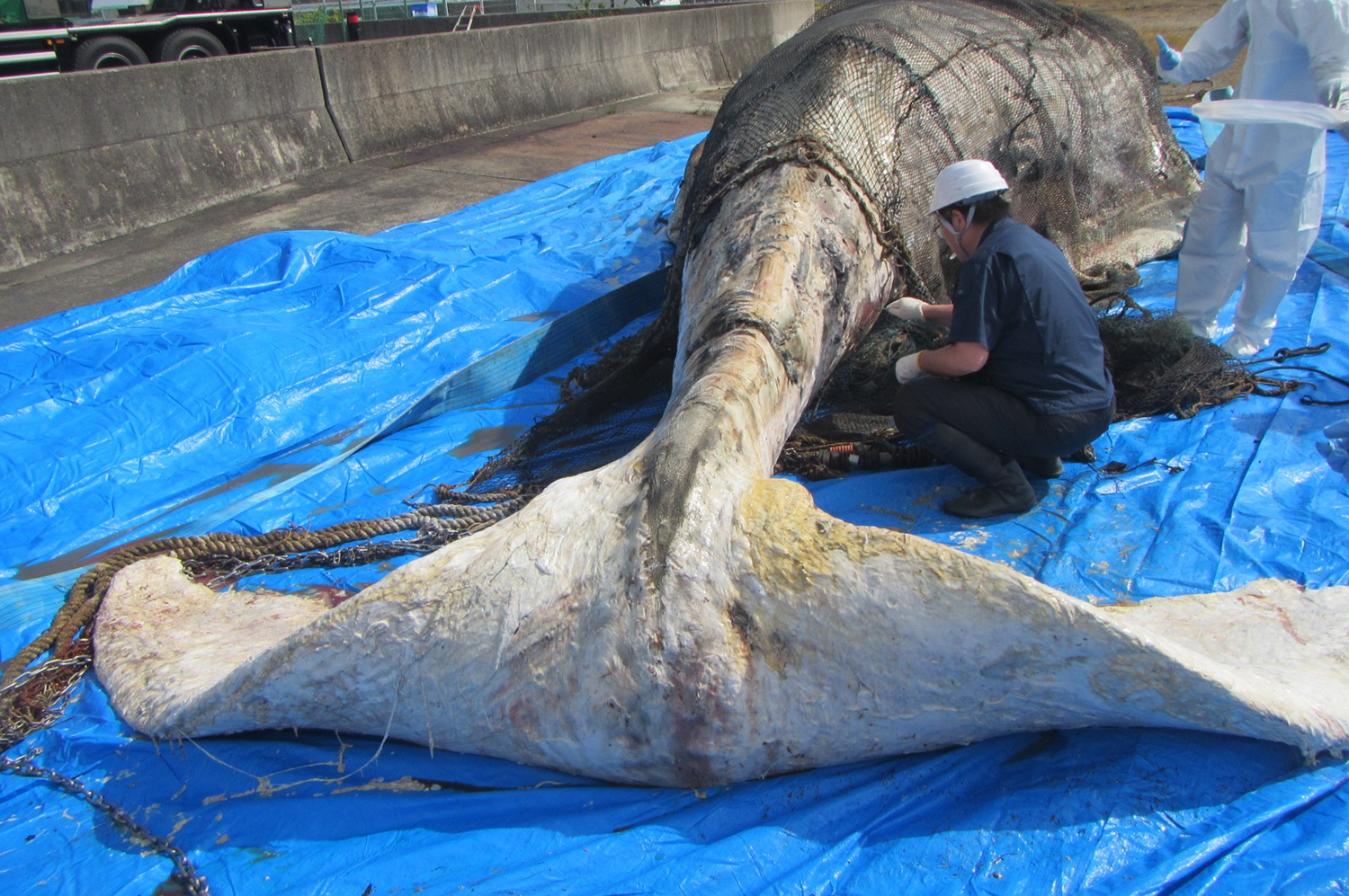 クジラの爆発」危険性低いと判断 兵庫・淡路市沖に体長11㍍クジラ死骸