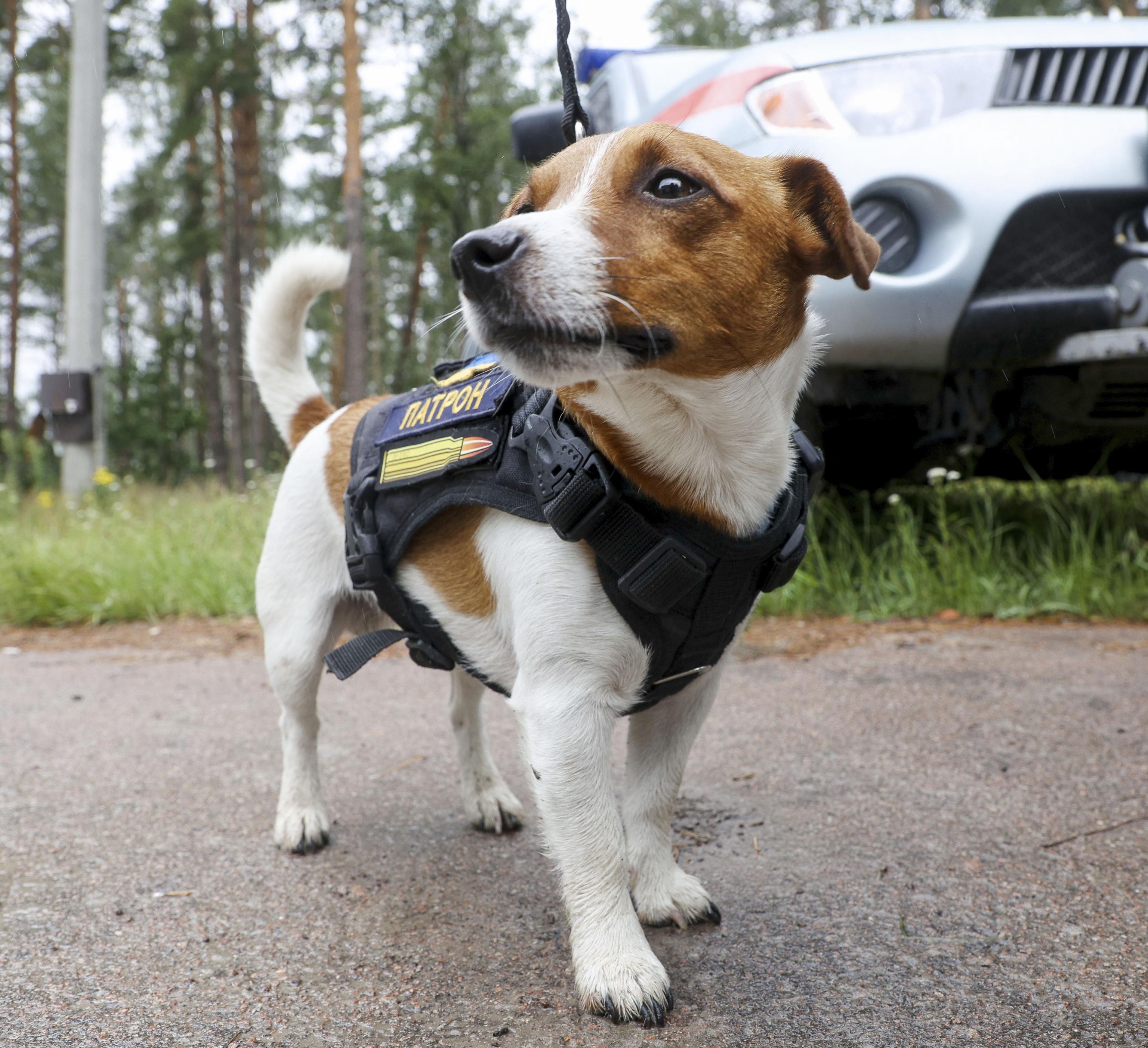 ウクライナ軍、サポートセット、地雷探知犬「パトロン」（ウクライナ