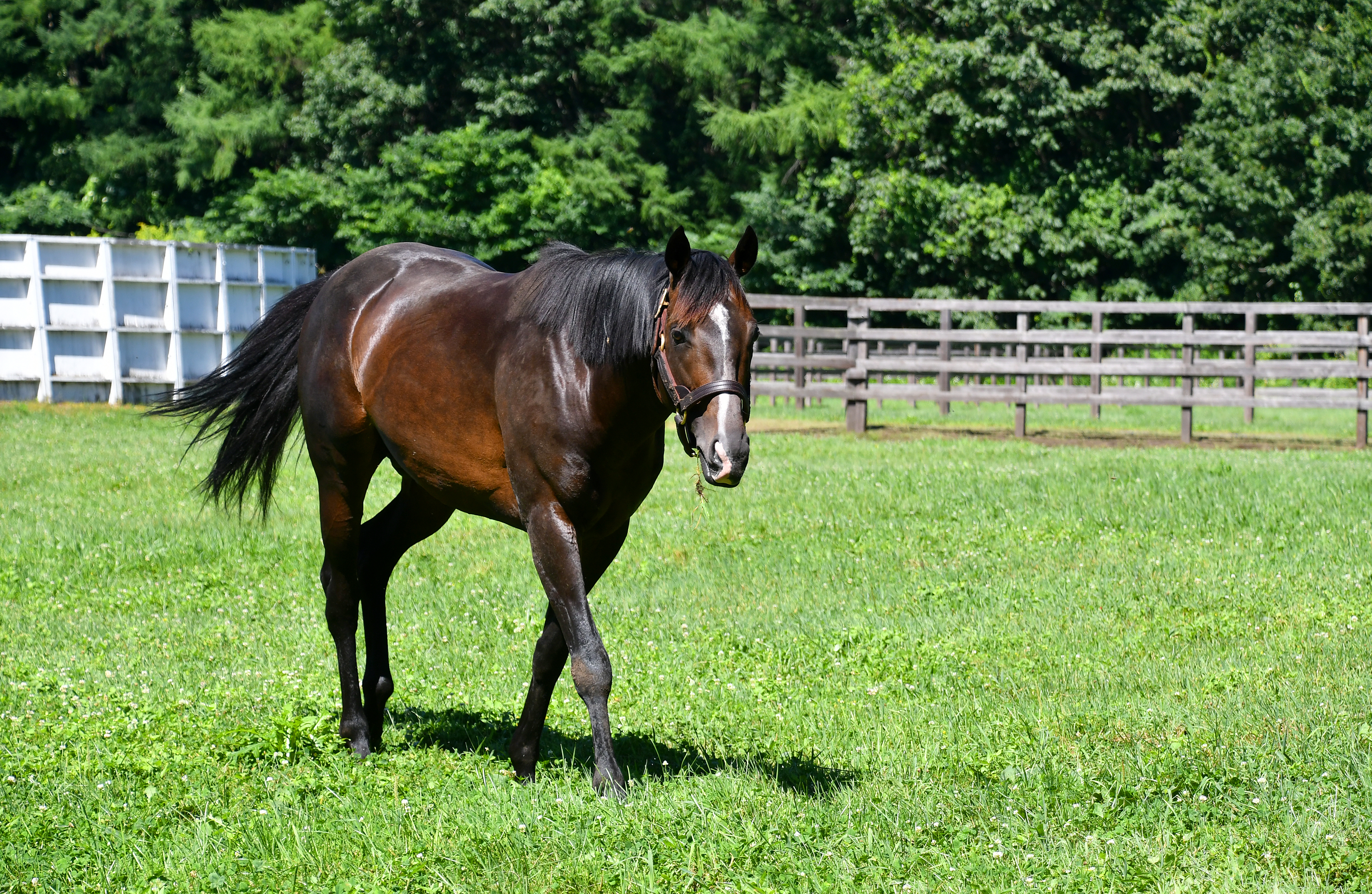 競馬パネル：ホクトベガ「1994年第30回札幌記念」 ※プレート付き JRA札幌競馬場【公式】 on X: 