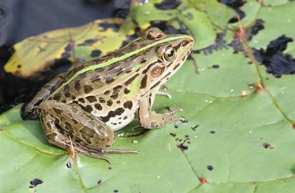 なぜトノサマガエルは観測されないのか 季節の生物が２０２０年に対象