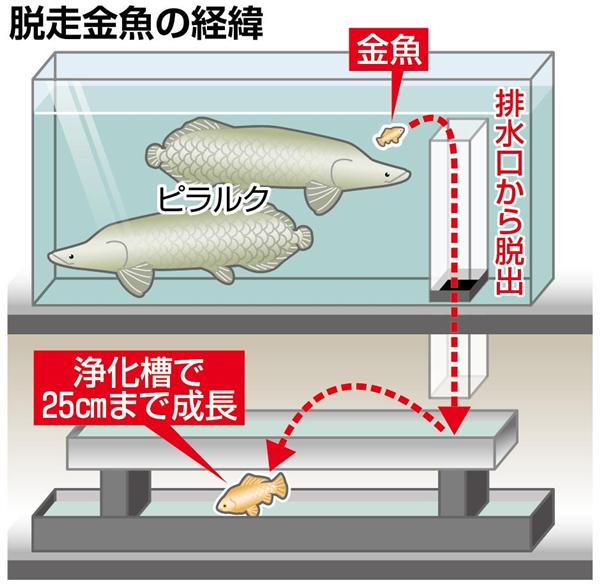 メガプレミアム 肉食魚の エサ から 奇跡の魚 に 浄化槽で７年も潜伏した 巨大金魚 のサバイバル術 2 3ページ 産経ニュース