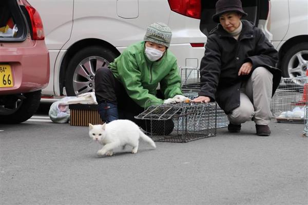 山梨県庁に集う野良猫、HPで里親募集をスタート 飼育環境など審査