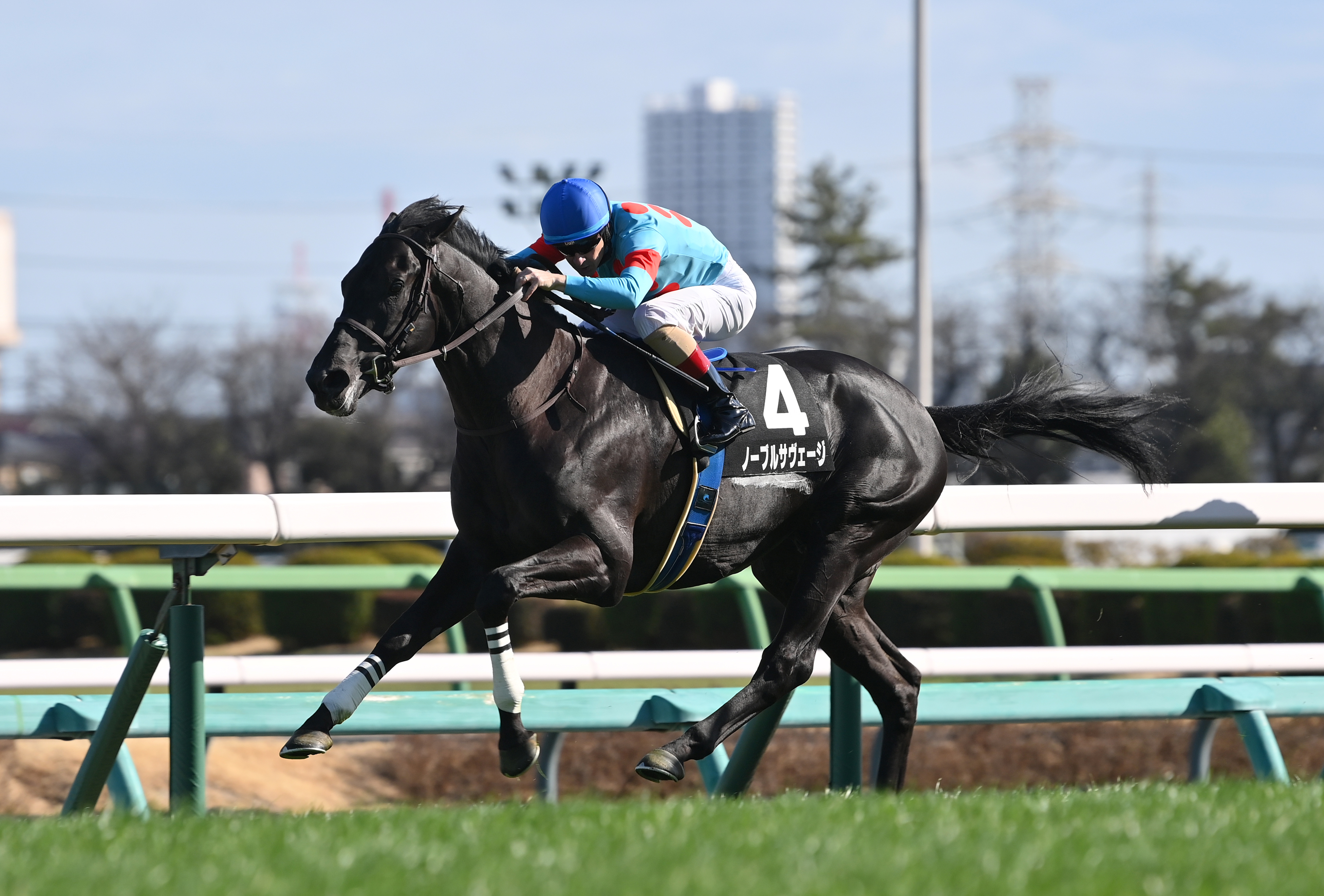 青葉賞】デビュー連勝のノーブルサヴェージ、5.2億円馬サガルマータ