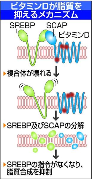 ビタミンｄが脂質抑える仕組み解明 がんやメタボに効く新薬の実用化視野 京大 産経ニュース