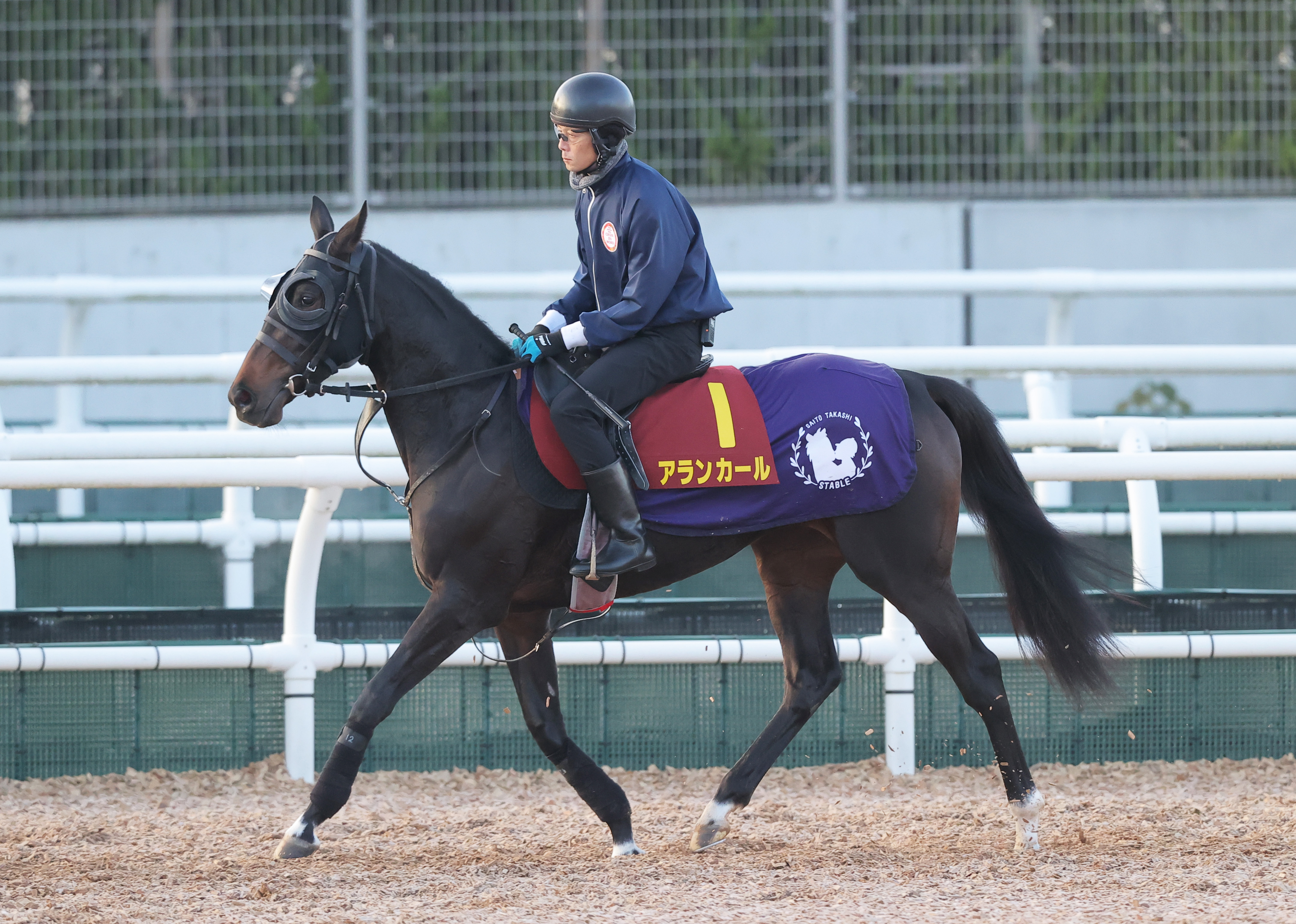 阪神JF 前日調整】アランカールはサラッと登坂 斉藤崇師「いつも通りの