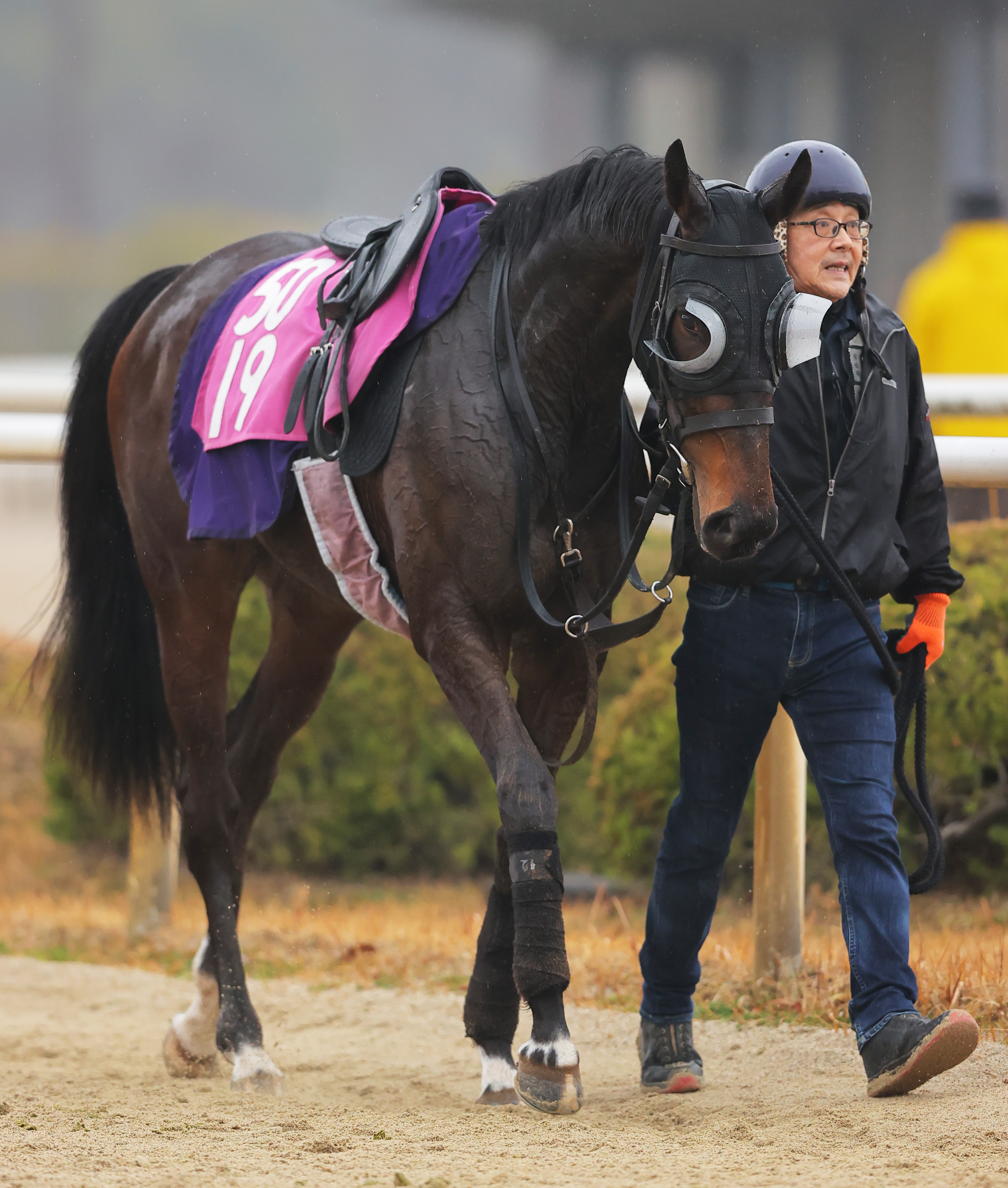 阪神競馬・チューリップ賞】アランカールが豪脚発揮で桜行きを決める