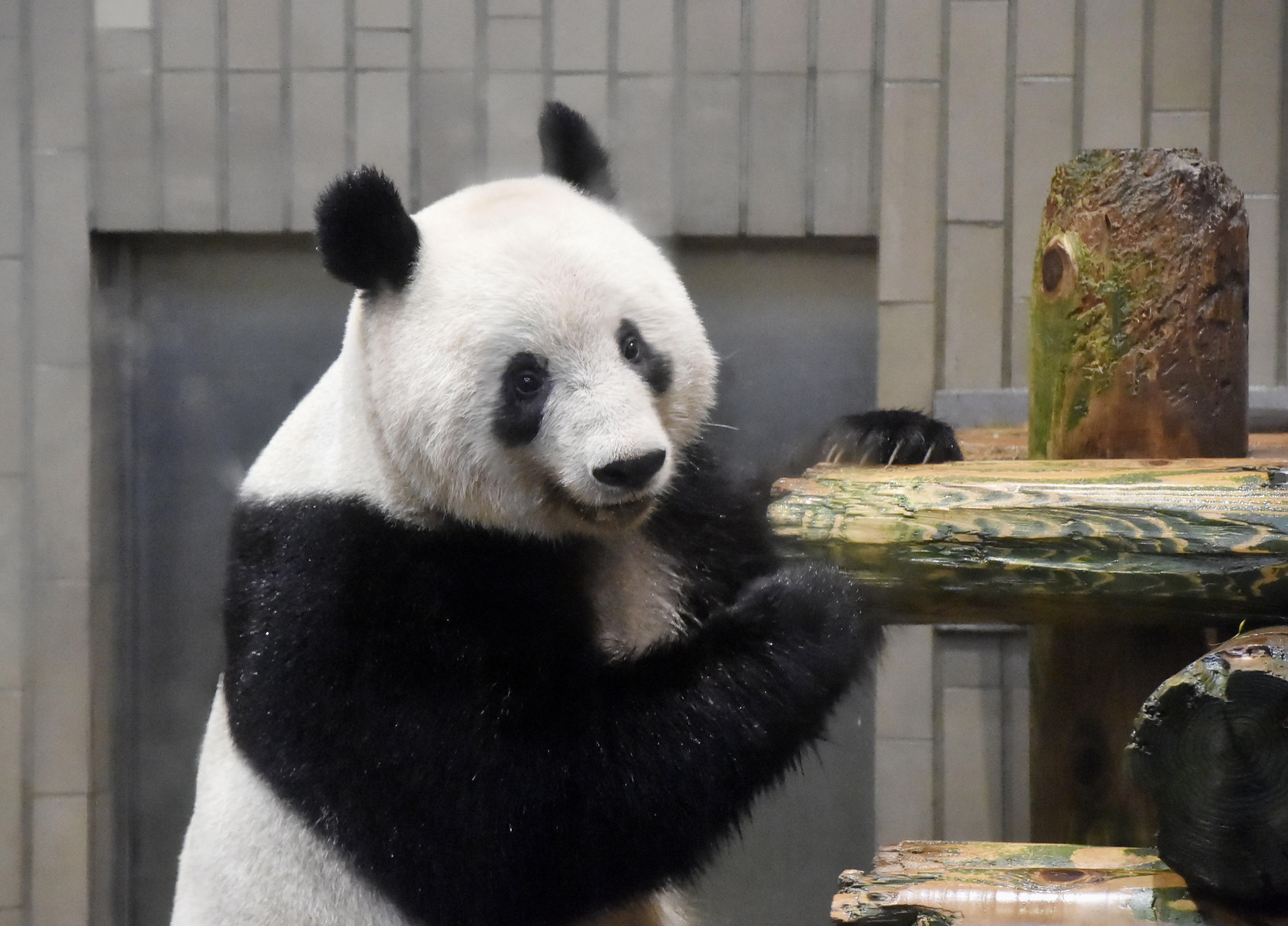 上野動物園パンダシャンシャン写真集（日本未発売）「被宠溺的表情　香香在东京」国宝 上野動物園パンダシャンシャン写真集日本未発売）「被宠溺的表情