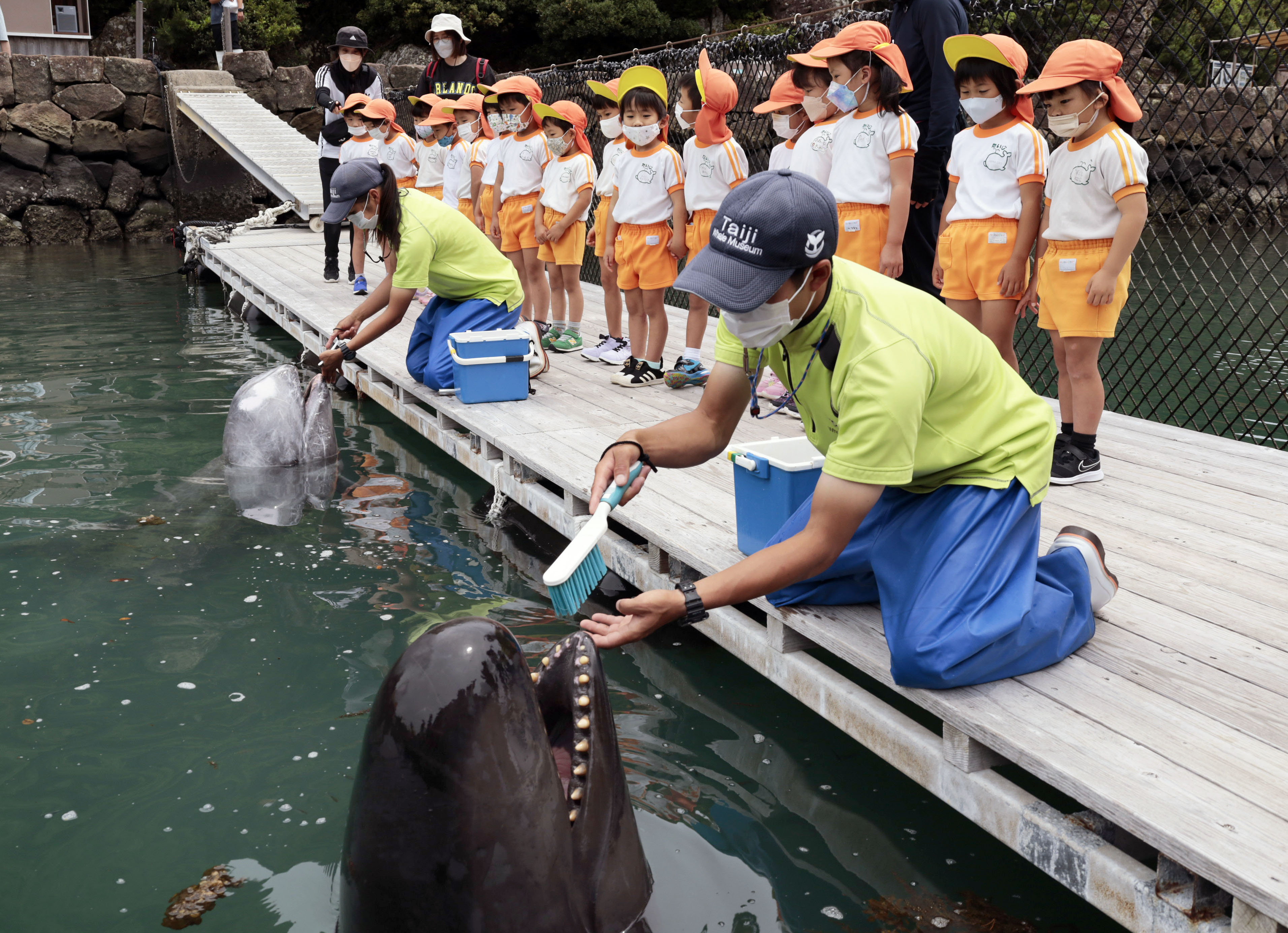 クジラの歯磨き披露 和歌山、健康週間PR - 産経ニュース