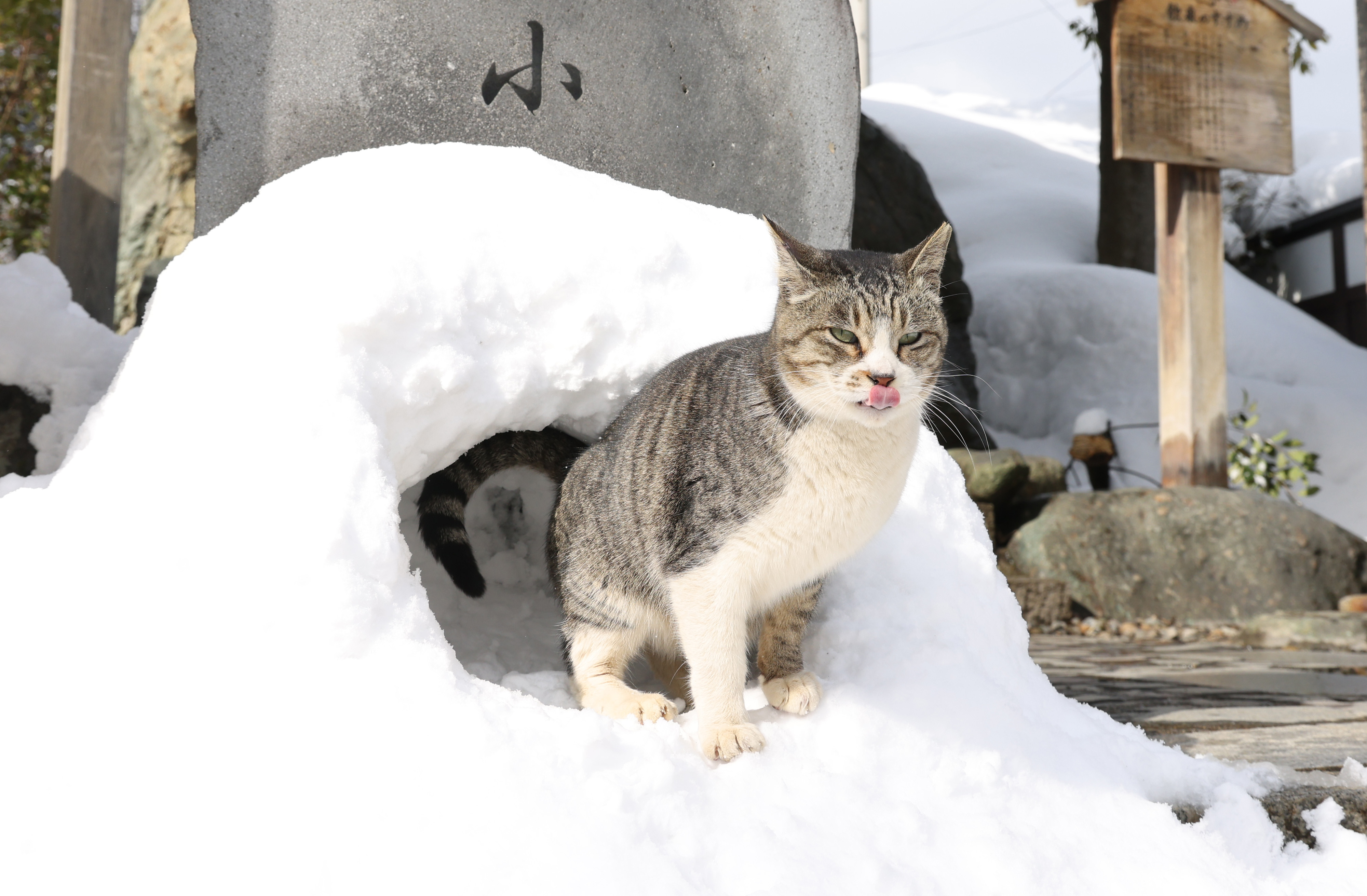猫の日特集】温泉、果樹園… 地元に愛される看板猫（写真・画像 1/1