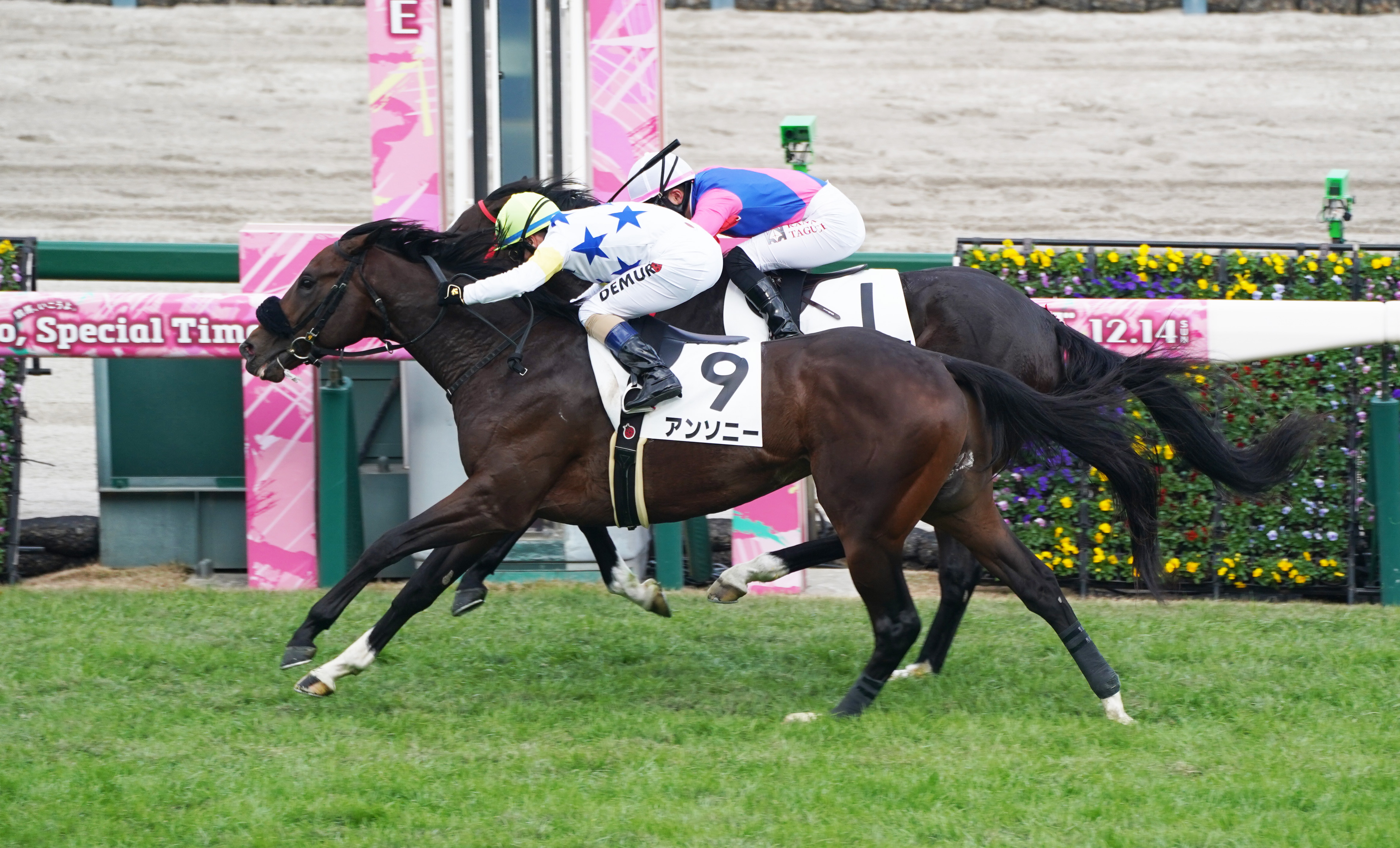 2歳新馬・阪神5R】アンソニーがゴール前アタマ差捕らえる M・デムーロ