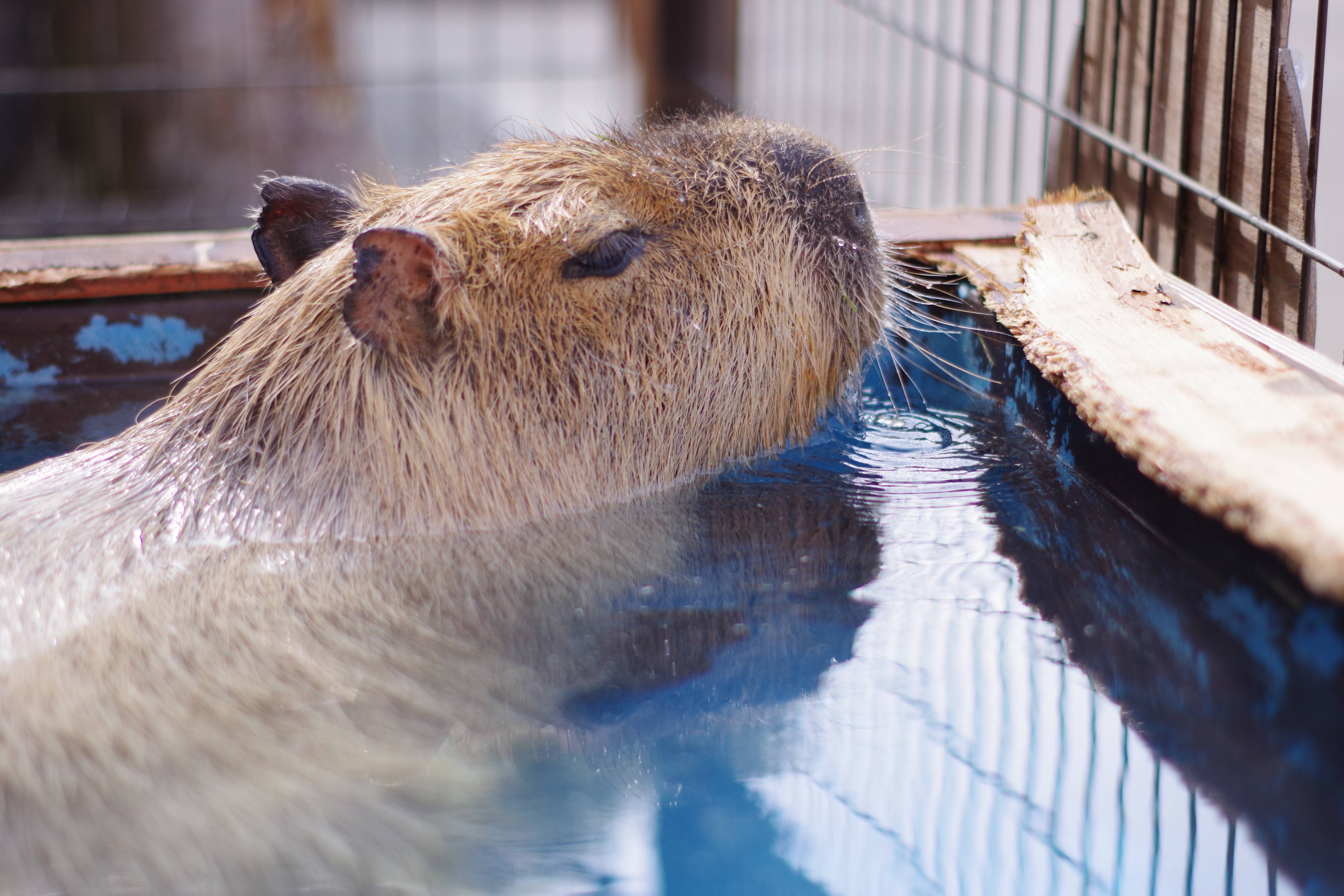 長野・須坂市動物園 飼育員日誌】カピバラ 天敵から身を守る作戦