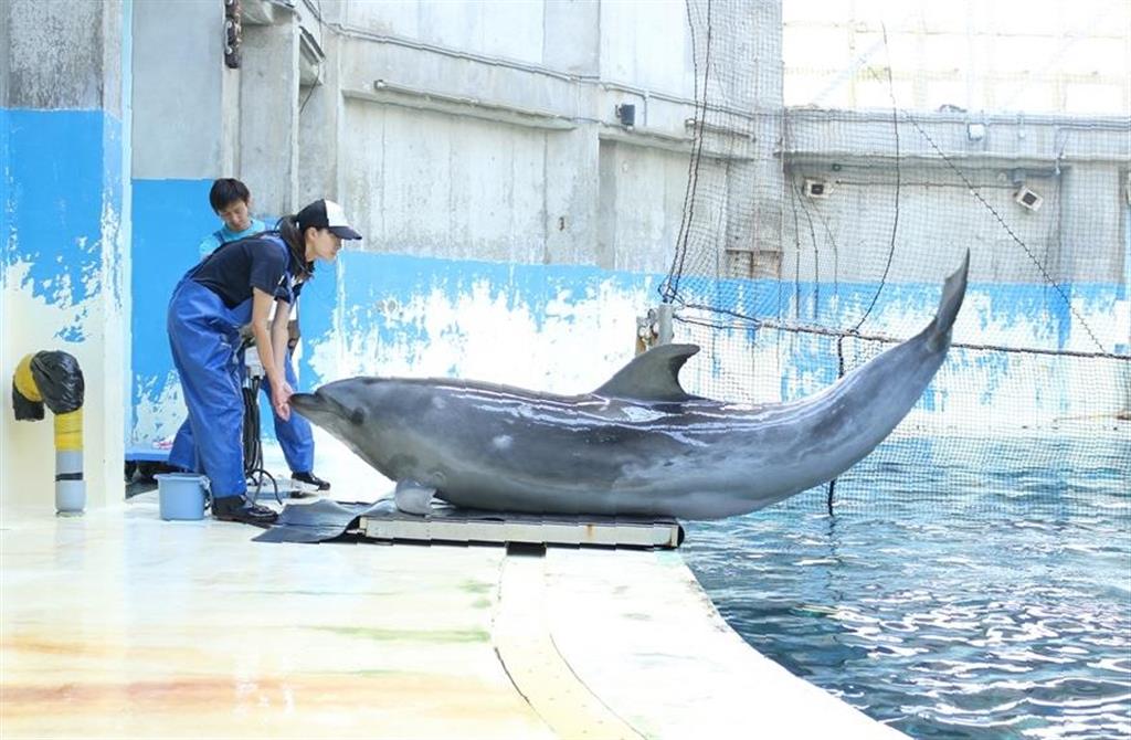 インスタ日誌 空飛ぶイルカ 着陸成功 産経ニュース