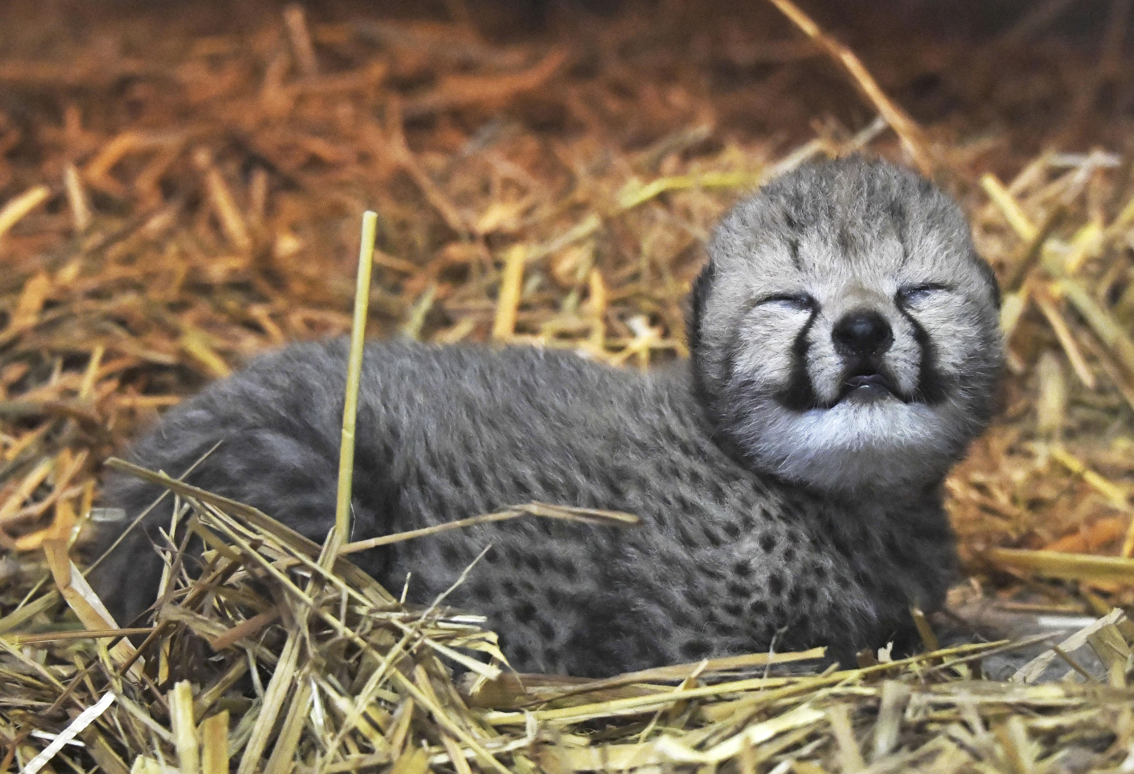 チーターの赤ちゃん誕生 和歌山・アドベンチャーワールド」 - 産経ニュース