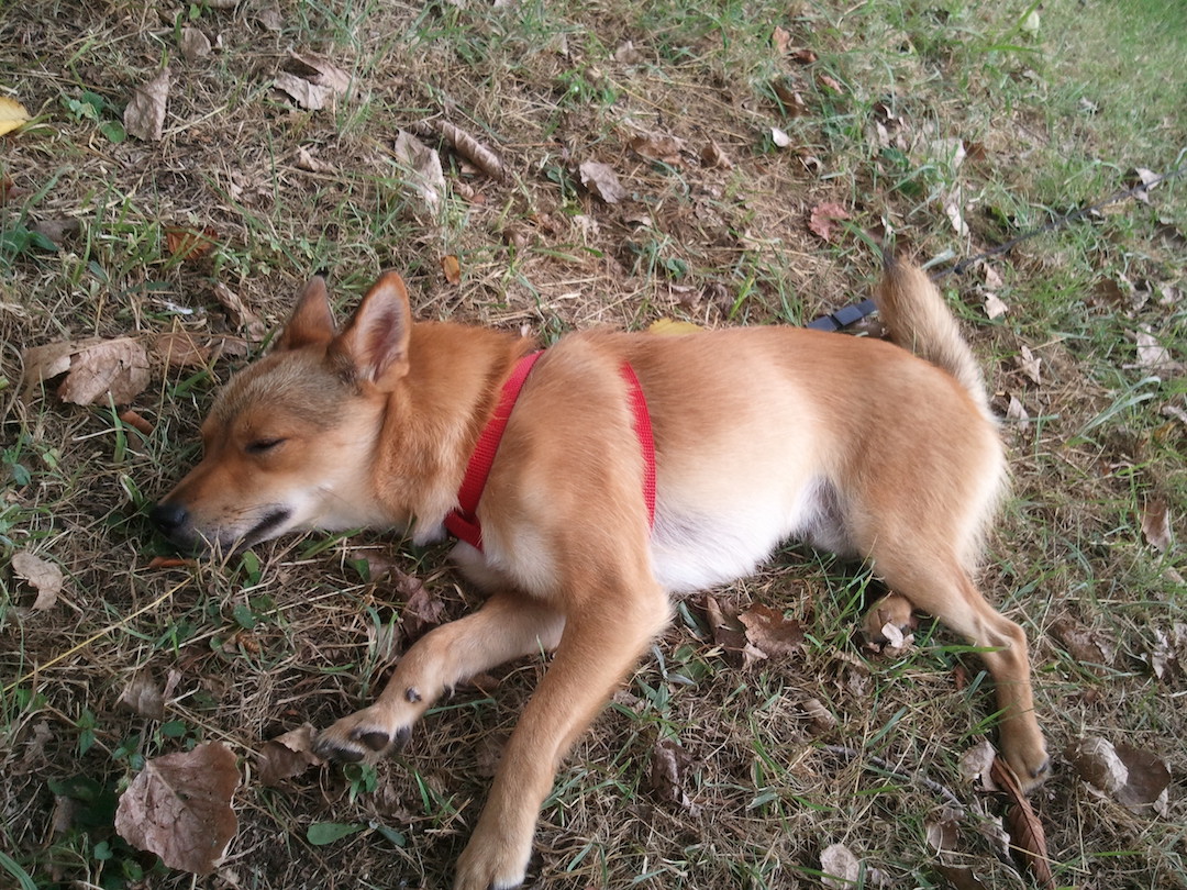 3.11』 愛犬が我が家にやってきて11年。 - イザ！