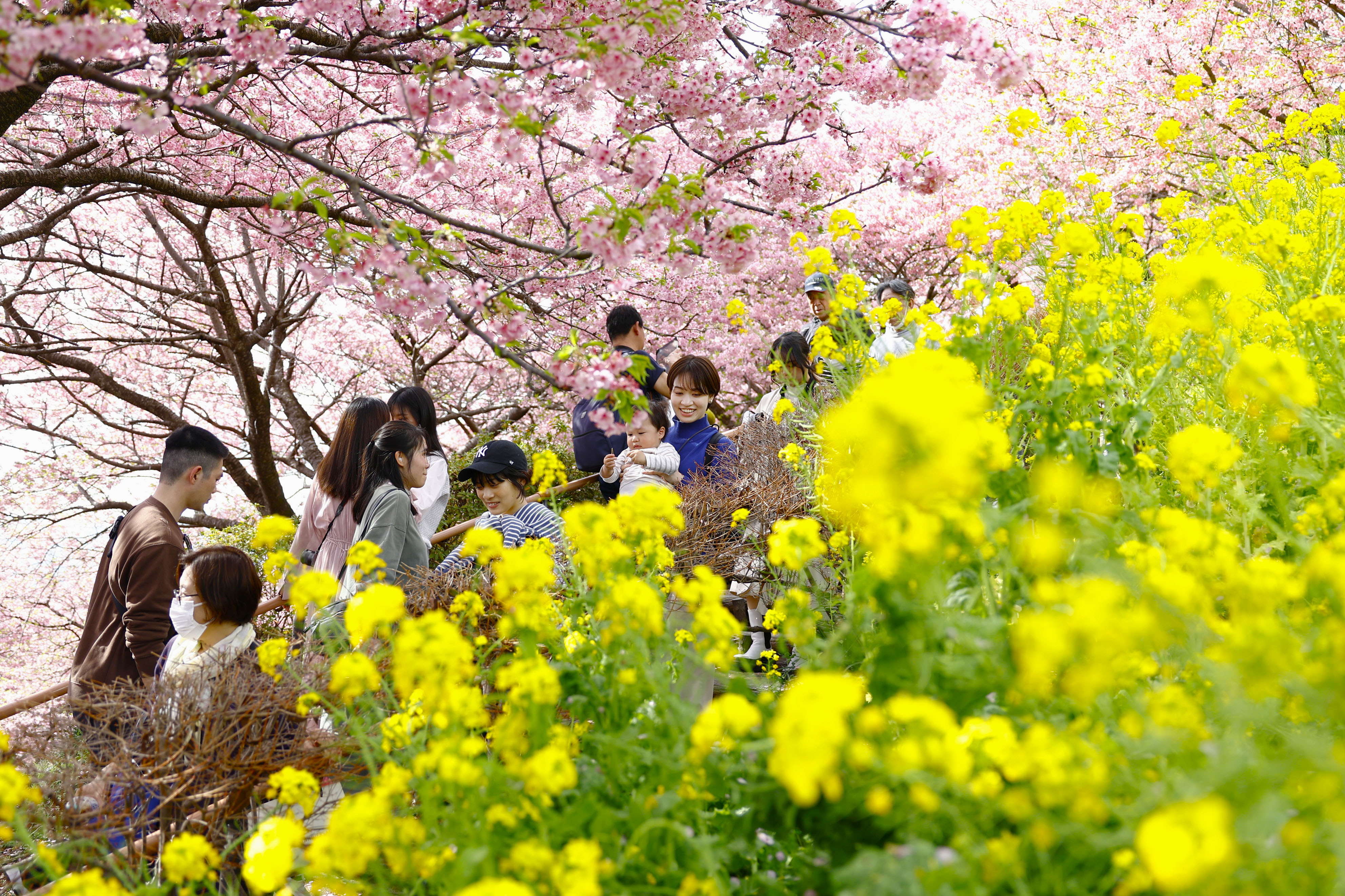 山肌彩る桜と菜の花 神奈川・松田町 - 産経ニュース