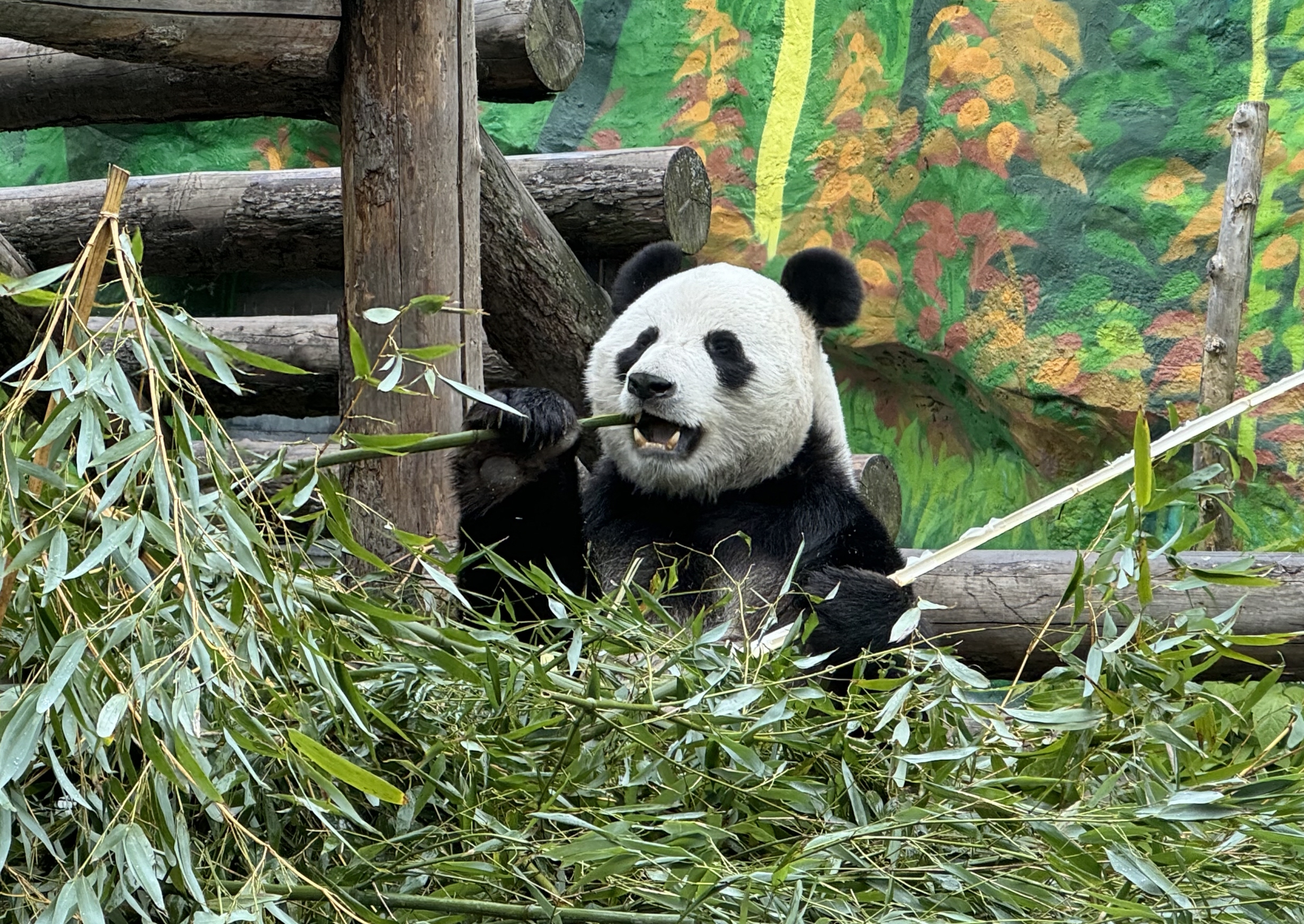 1mぐらい 北京 パンダの敷物 中国 昭和 パンダ ラグ 姿 敷物