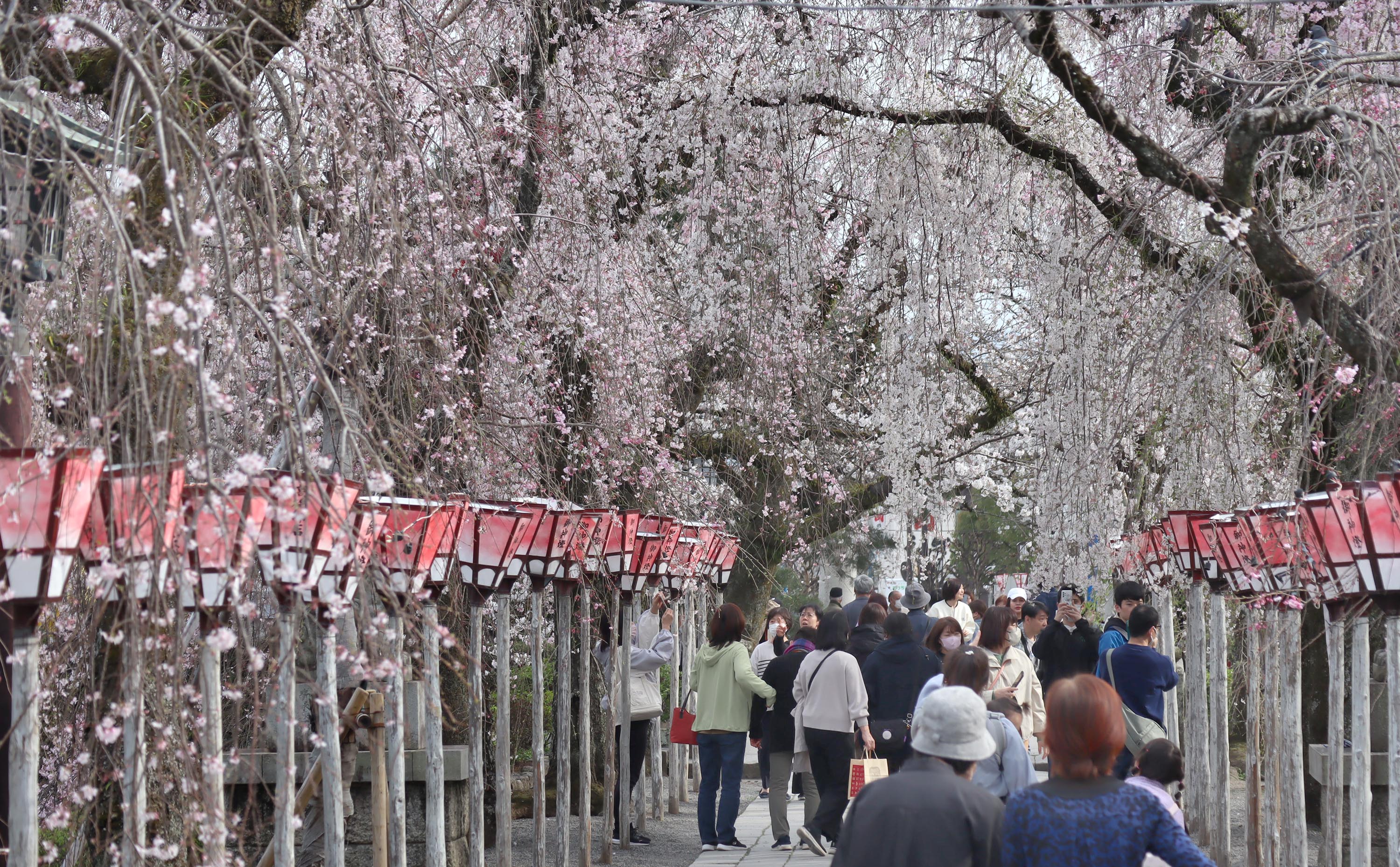 大輪の白い花 ミシマザクラ 静岡・三島「三嶋大社」 桜便り2024