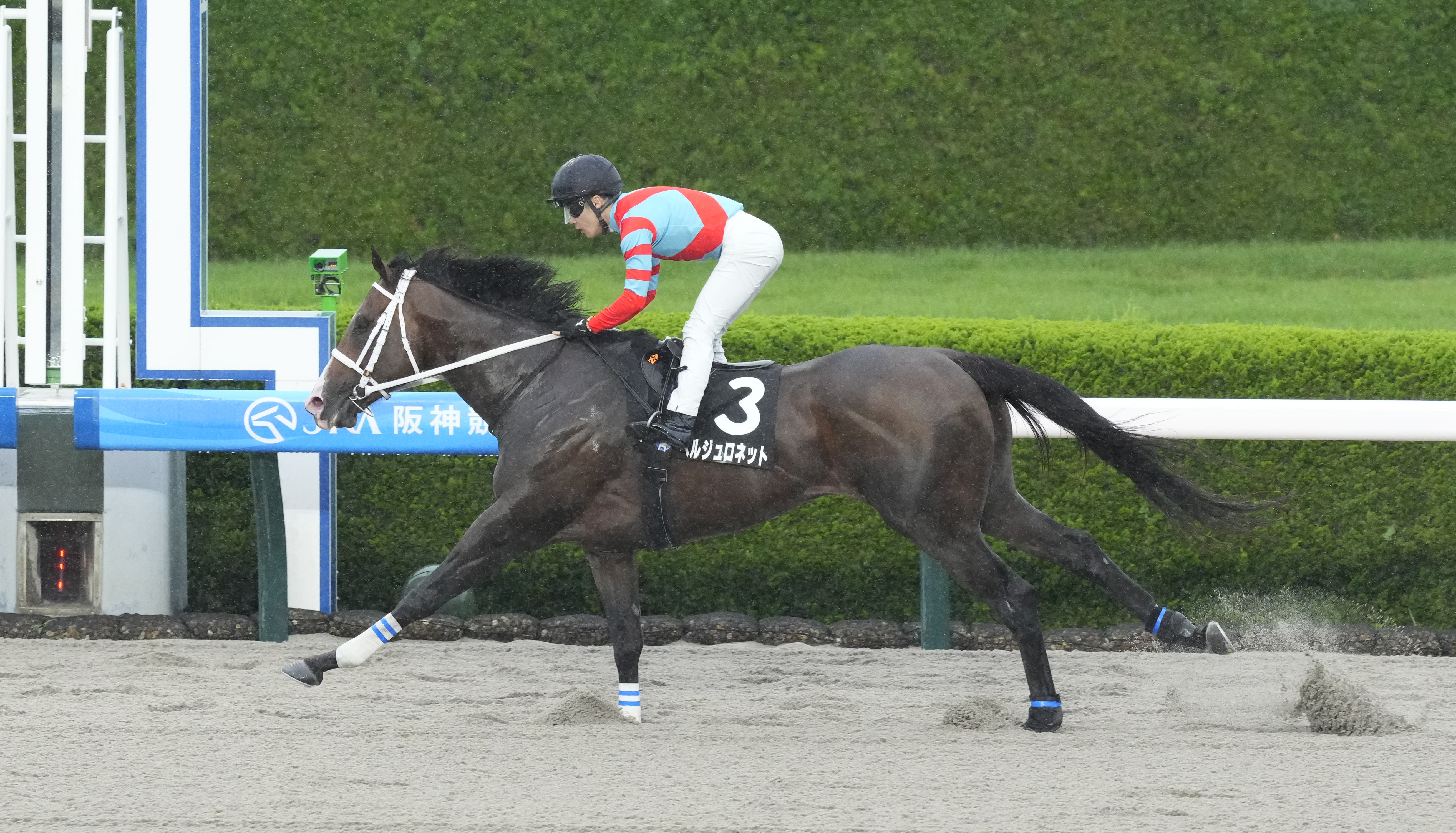 天保山S】ベルジュロネットが力強く抜け出し3馬身半差の快勝！ 西村