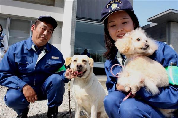 トイ プードル など３４頭 嘱託警察犬に 小型犬は狭い場所も難なく入っていける 産経ニュース