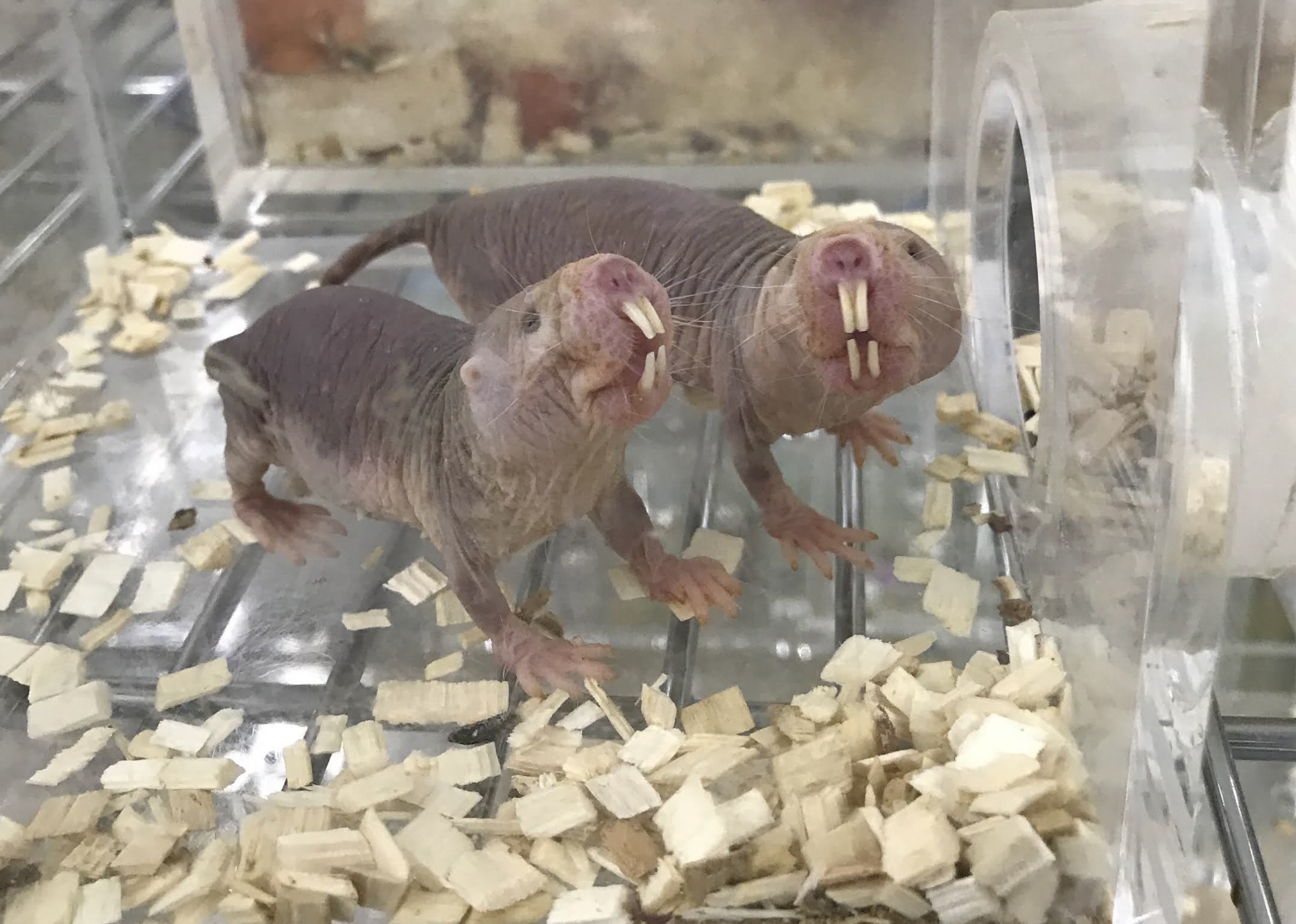 アフリカの長寿ネズミ、ハダカデバネズミの秘密 老化防止薬に応用へ