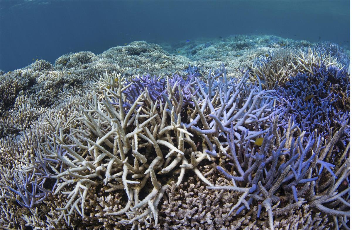 全サンゴ礁が消失の危機 温暖化が原因と国連報告書 産経ニュース