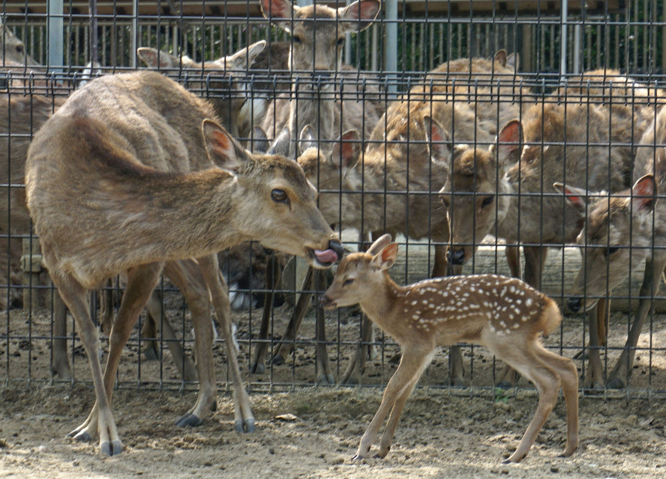 ✻花うさぎ✻奈良公園の子鹿セット dayuanbao 入荷したばかりの奈良限定ちいかわうさぎですが、ECストアでは即