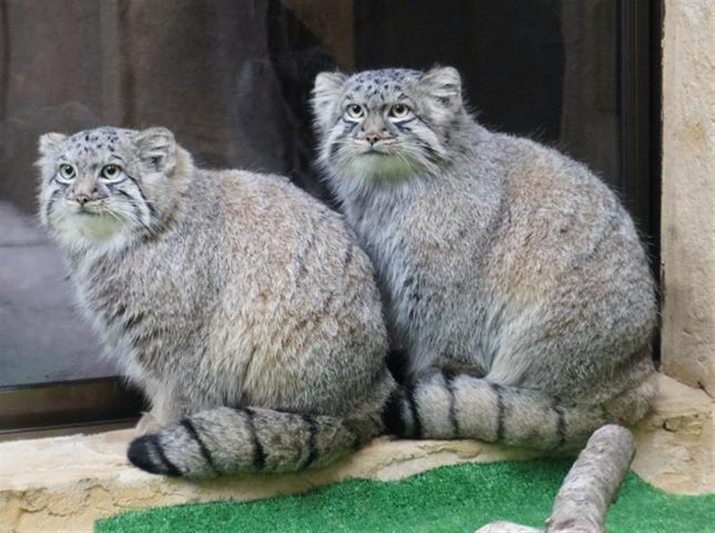 もふもふのコマヌルが引っ越し 那須どうぶつ王国のマヌルネコに