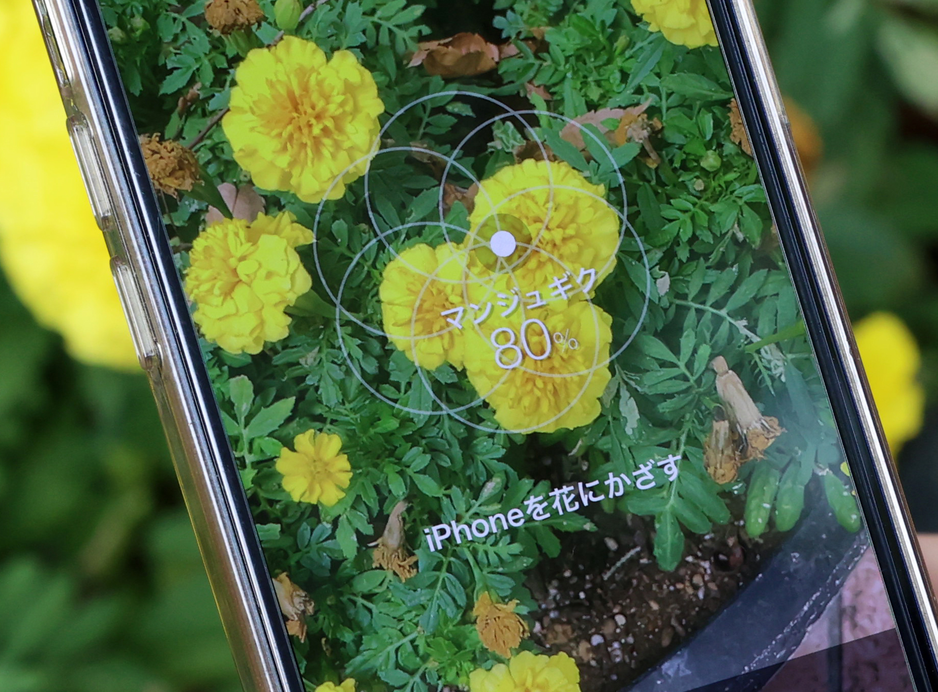 スマホかざすだけで花の名前がわかる千葉工大開発のアプリ ハナノナ が人気 自宅周辺で知的体験 散歩が楽しくなった Sponsored 産経ニュース