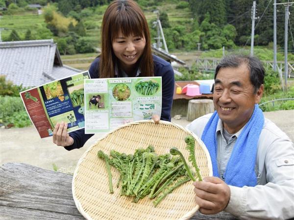 春の山菜 こごみ を知って 紀美野の特産に パンフレットが完成 産経ニュース