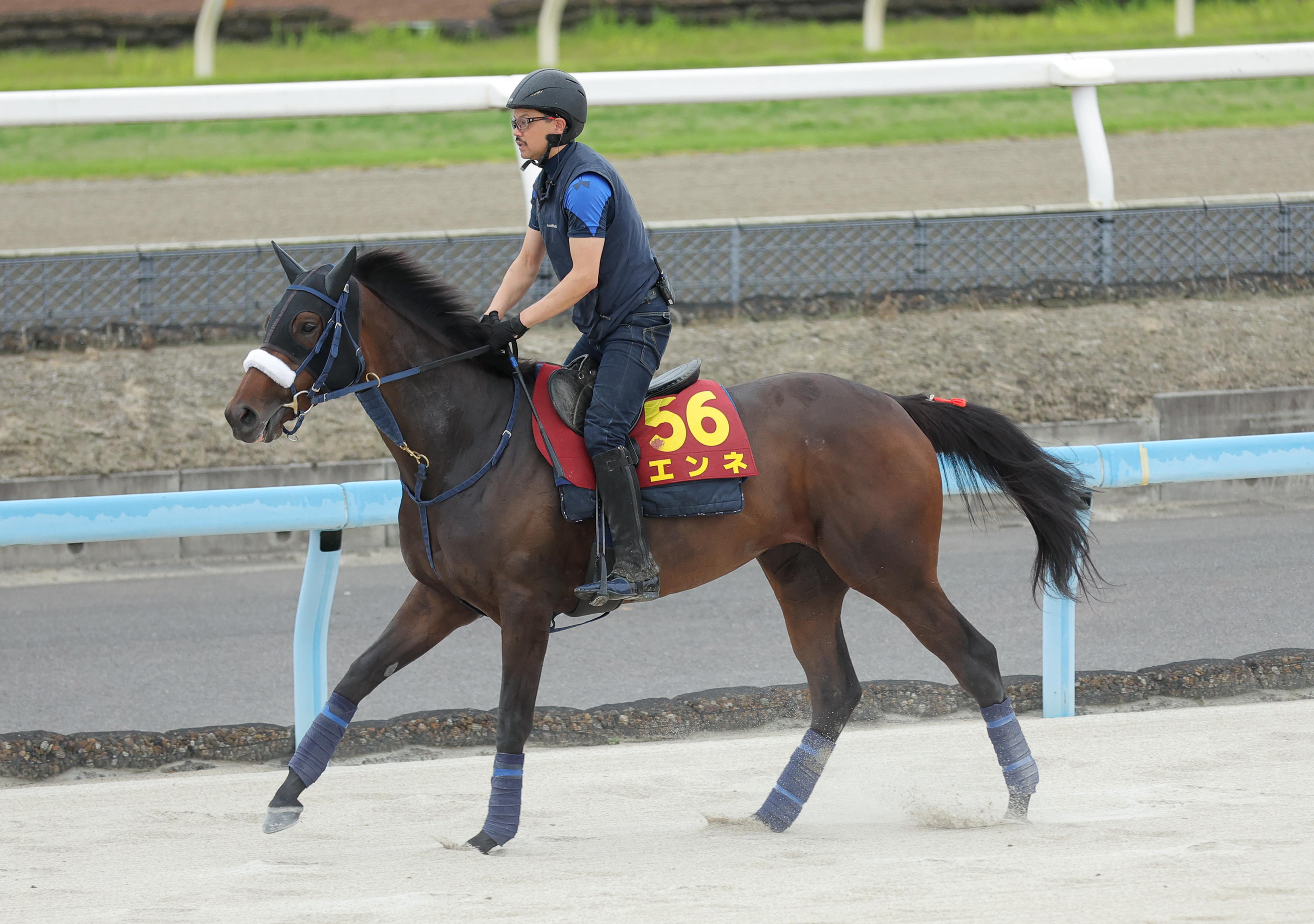エンネは⑦枠13番、桜花賞馬スターアニスは⑤枠10番 競馬のオークス枠