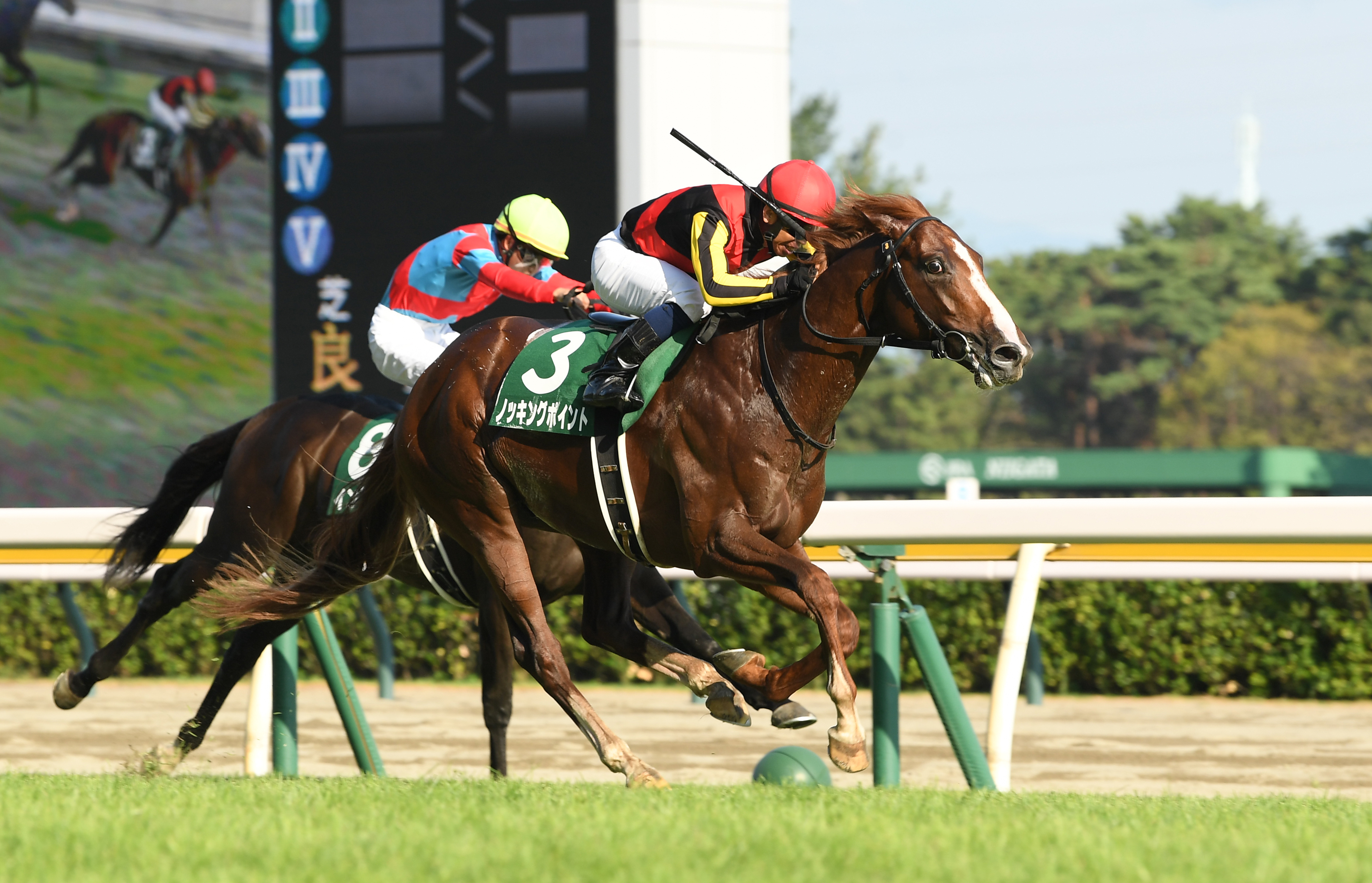 ノッキングポイントが菊花賞に参戦 前走新潟記念で年長馬を撃破