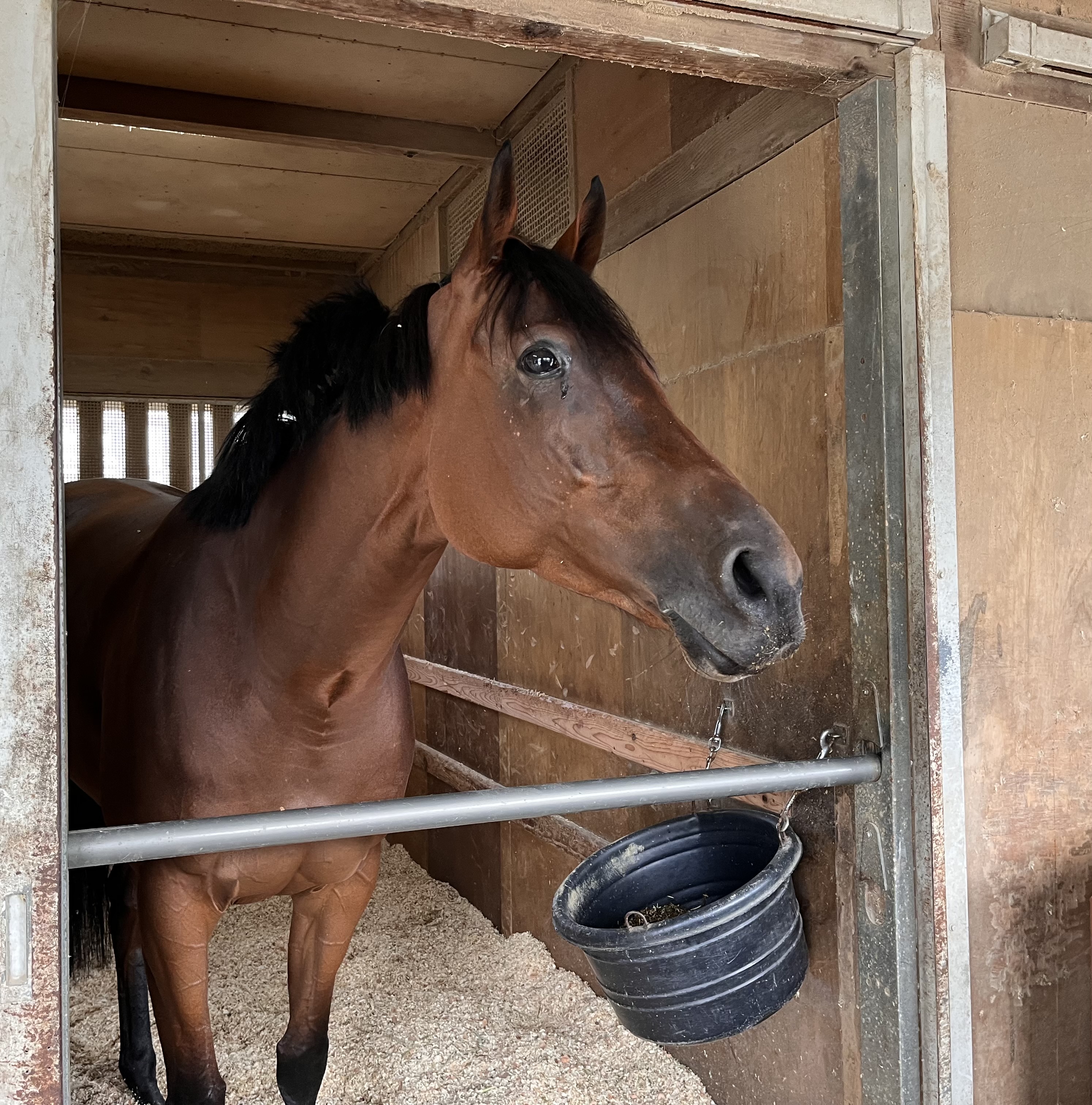 桜至郎の競馬こばなし 縦〝桜〟無尽】集大成の秋を迎えるブレイディ