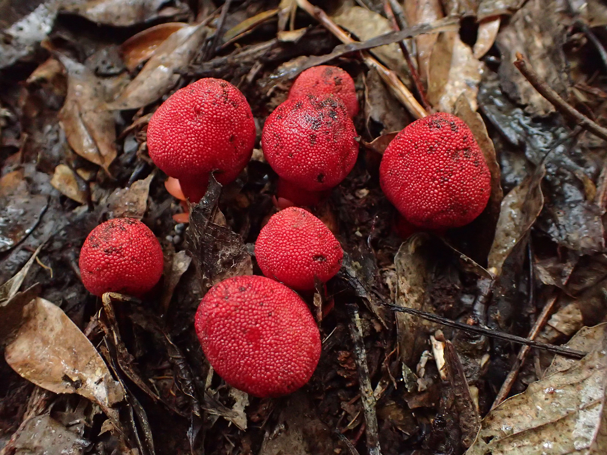 びっくりサイエンス】絶滅危惧種は「運び屋」だった 希少な生き物同士