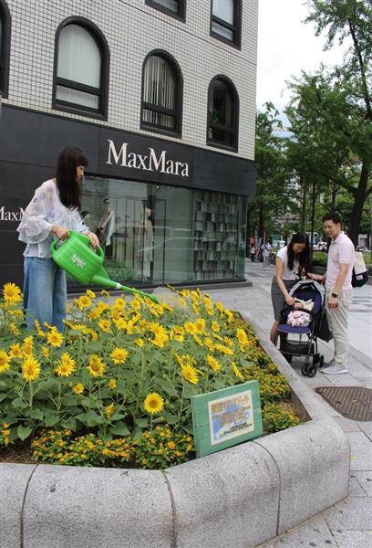 大阪の顔御堂筋にヒマワリの花壇登場 周辺オフィスの女性ら水やり 産経ニュース