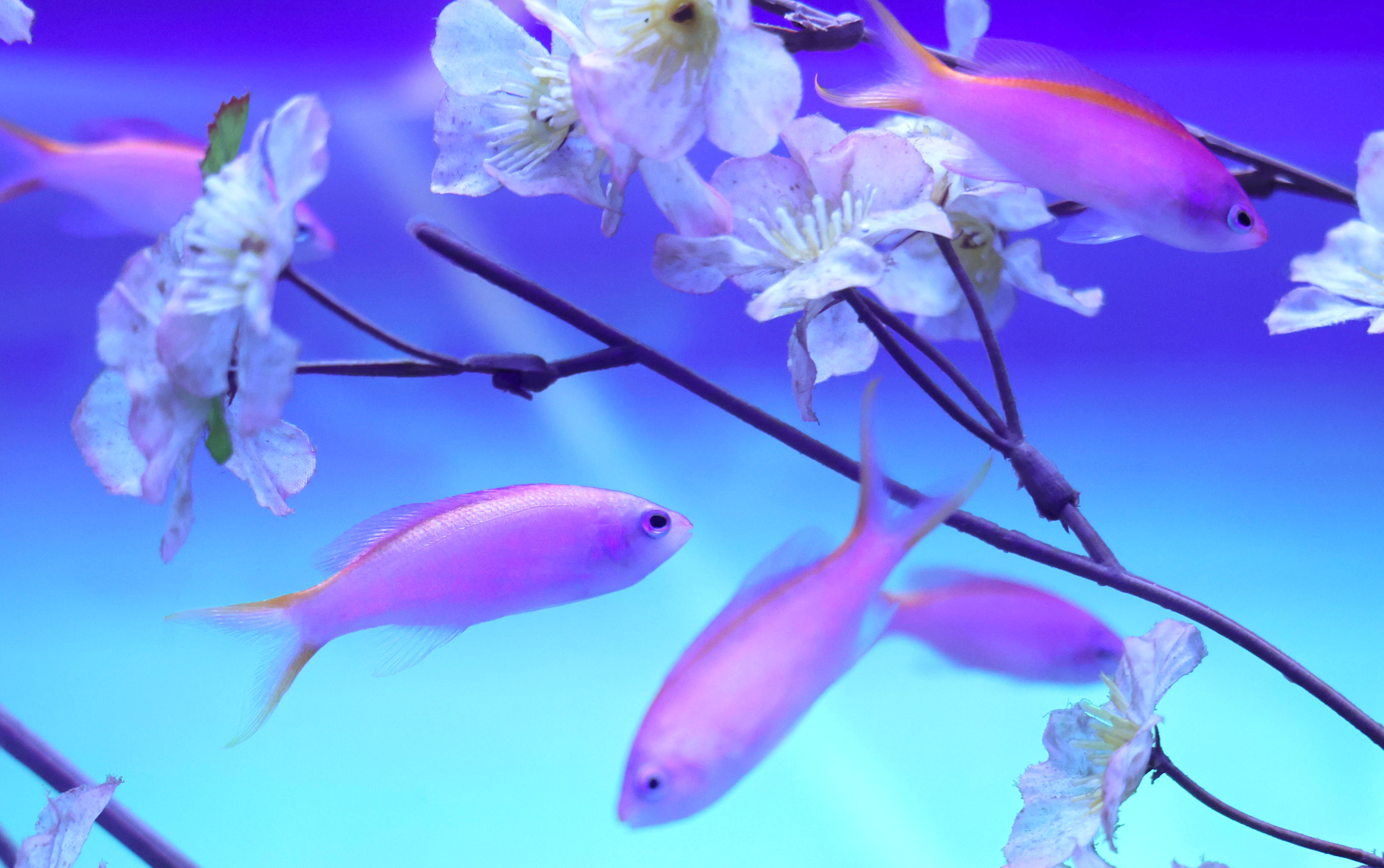 水族館で楽しむ「屋内花見」、桜色に染まる魚やクラゲたち マクセル