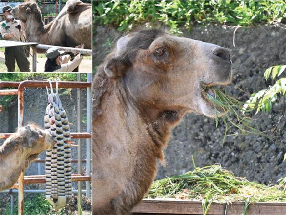 運動と健診で長生きラクダ 天王寺動物園に エンリッチメント大賞 奨励賞 産経ニュース