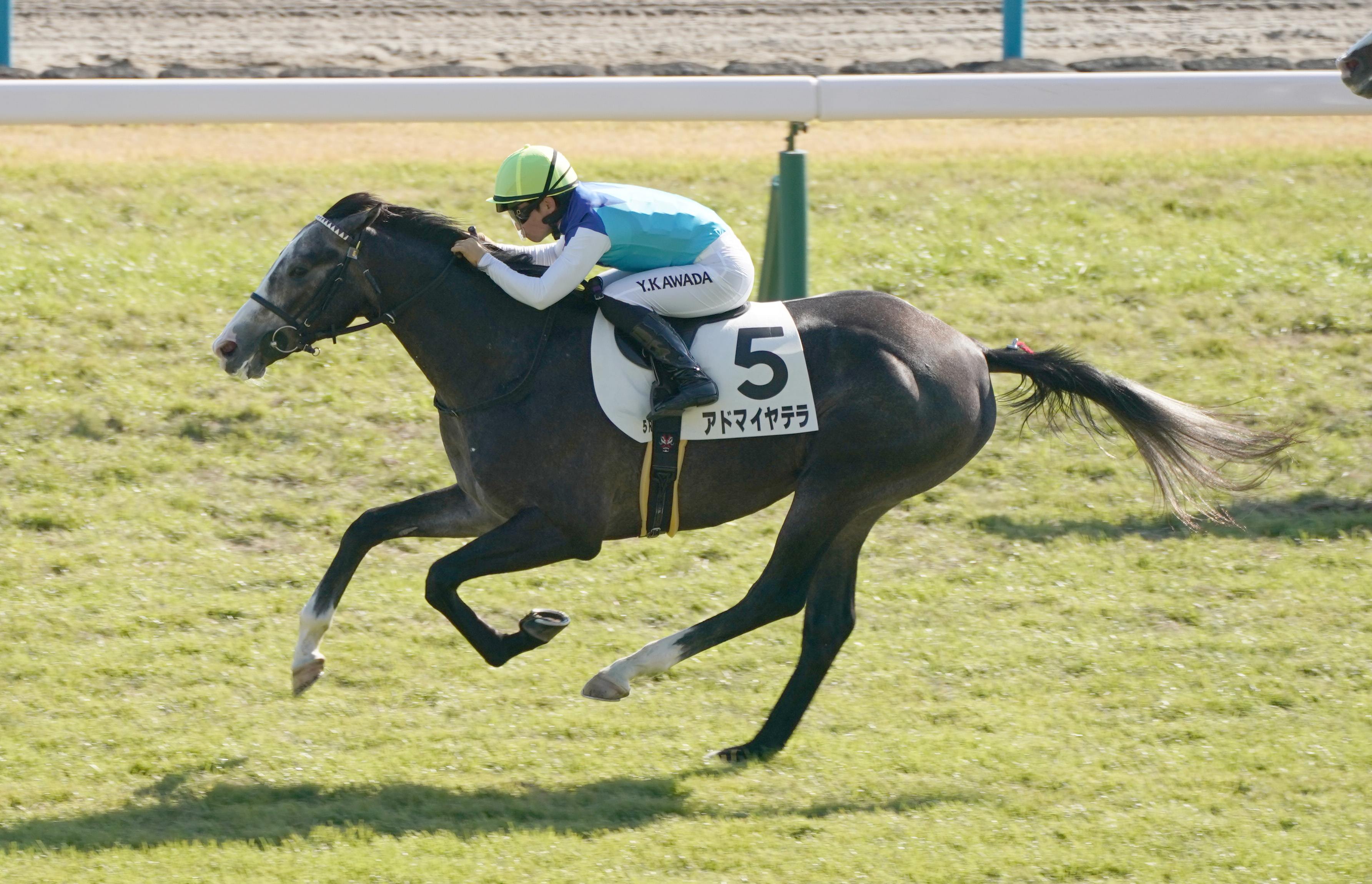 2歳新馬・京都5R】川田将雅騎手を背にアドマイヤテラが初陣V