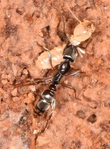 びっくりサイエンス 日本の在来アリが米国で大繁殖 食性変えて現地アリを駆逐 巣の数は日本の２倍 1 2ページ 産経ニュース