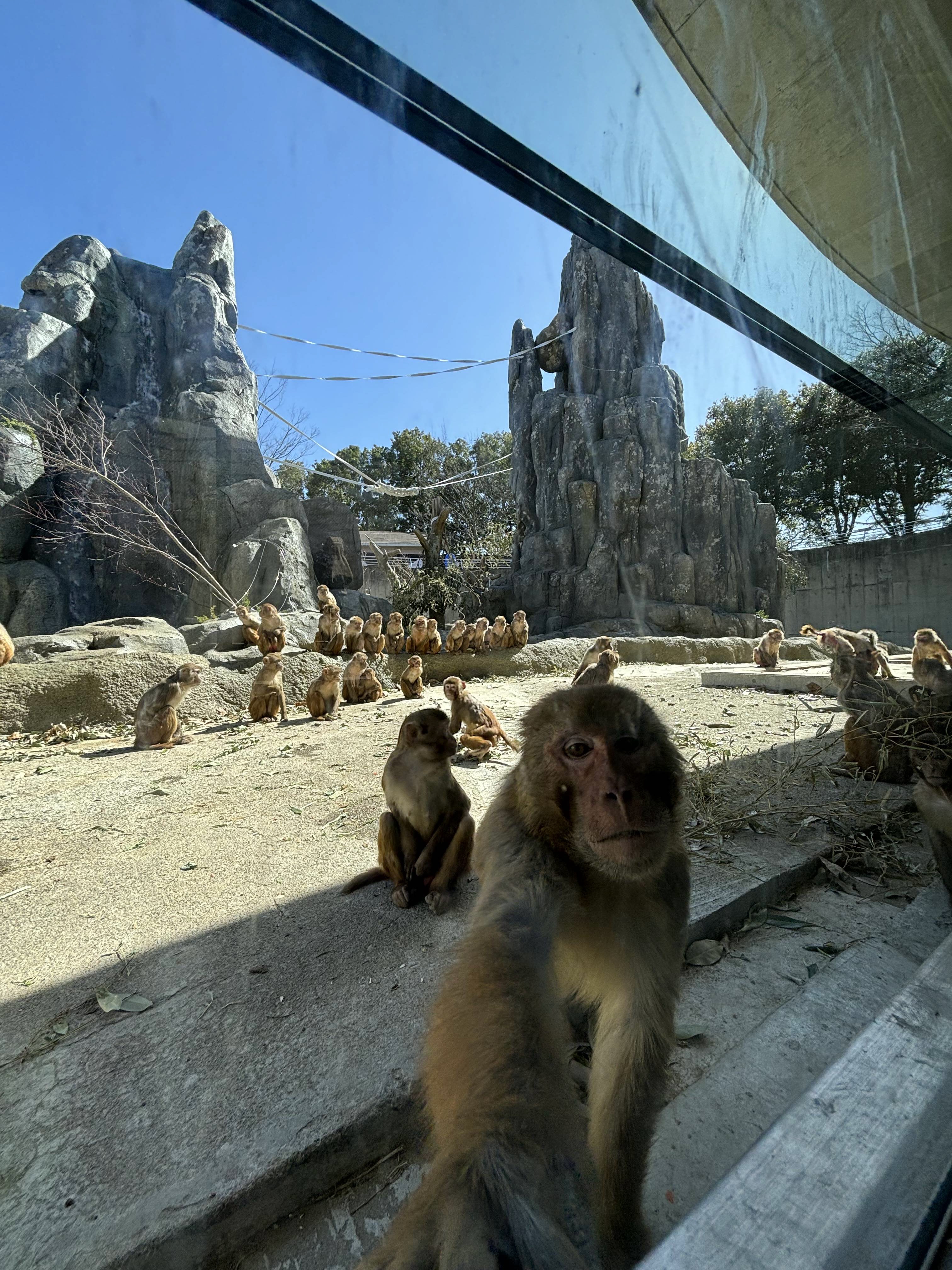 東武 動物 公園 猿山