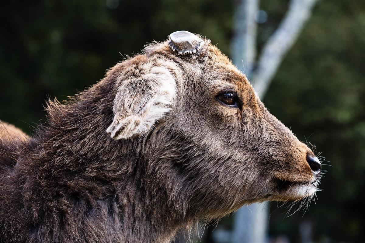 貫禄がある 垂れ耳の奈良のシカ ロクさん人気 1 2ページ 産経ニュース