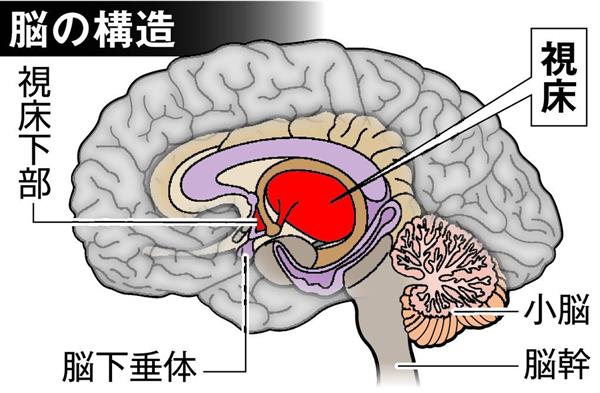 原因不明の震え 本態性振戦 治療に 経頭蓋集束超音波装置 が威力 患者負担軽減も 1 3ページ 産経ニュース
