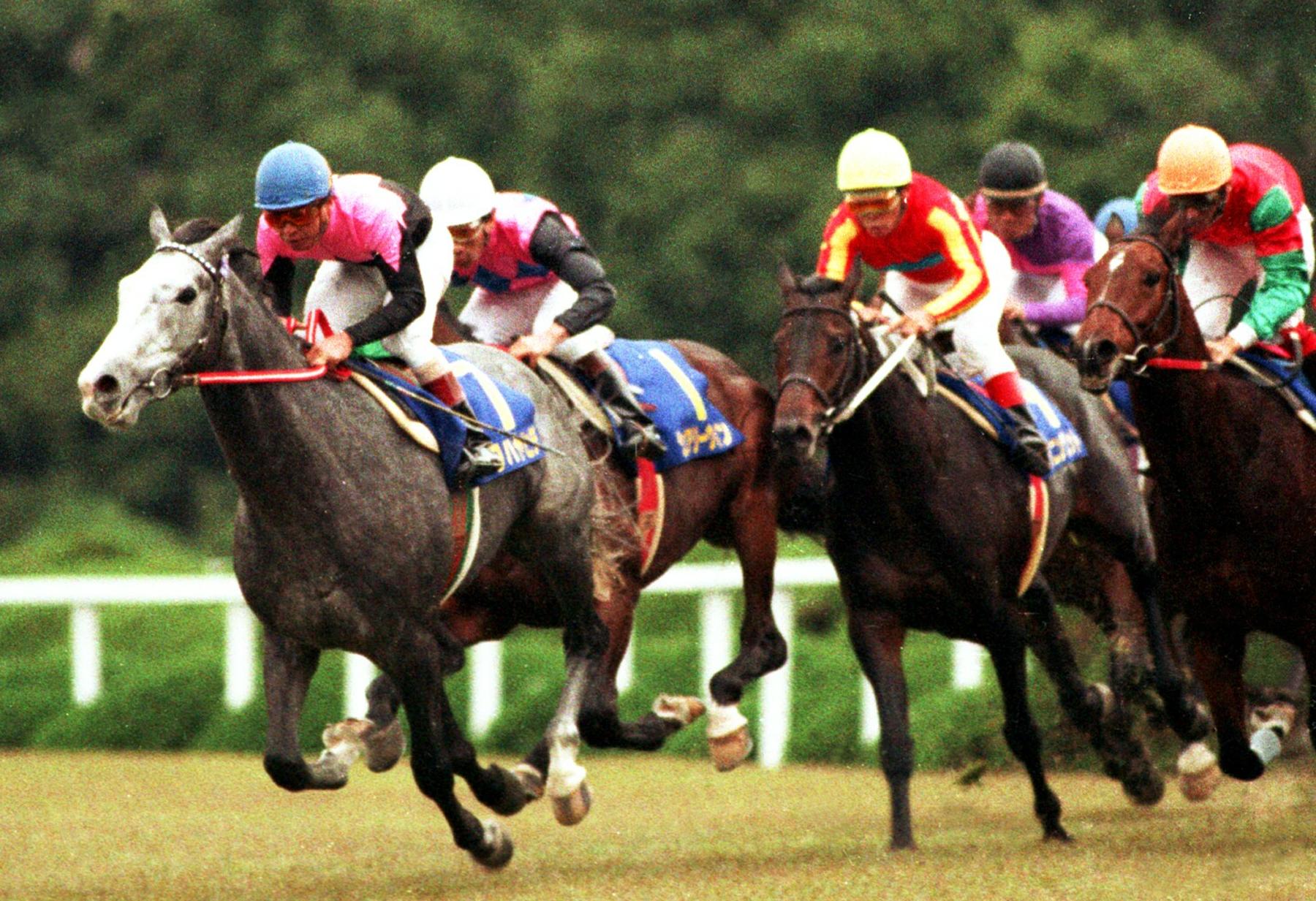 格安通販 第54回菊花賞 ビワハヤヒデ単勝的中馬券とライバル達