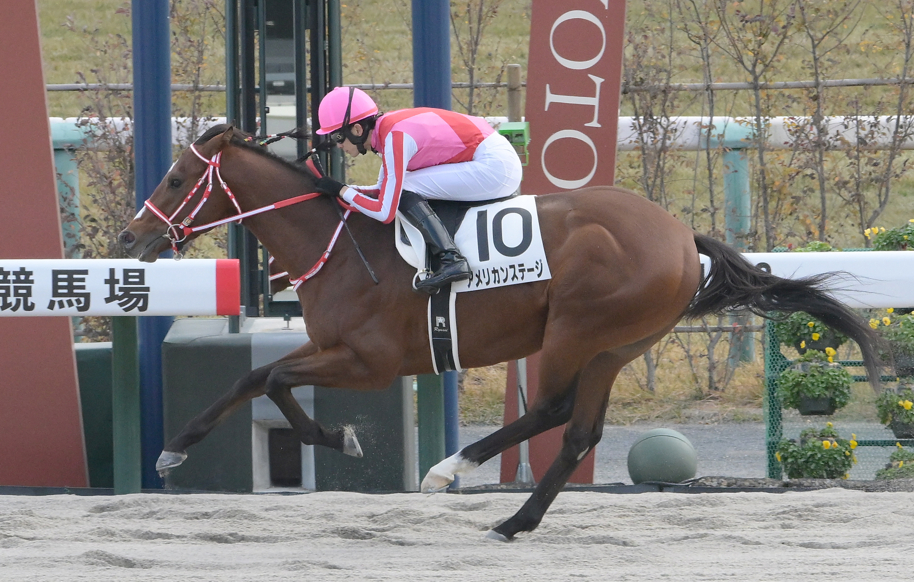 アメリカンステージがドバイゴールデンシャヒーンの招待を受諾