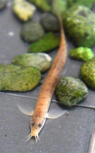 兵庫 川西の農業用水路でオレンジ色のドジョウ発見 専門家 生きたまま珍しい 産経ニュース