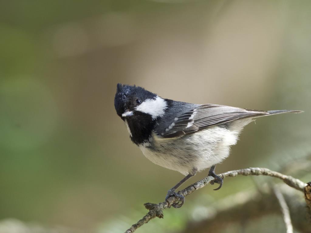 ヒガラはシジュウカラの鳴き声でヘビをイメージ 産経ニュース