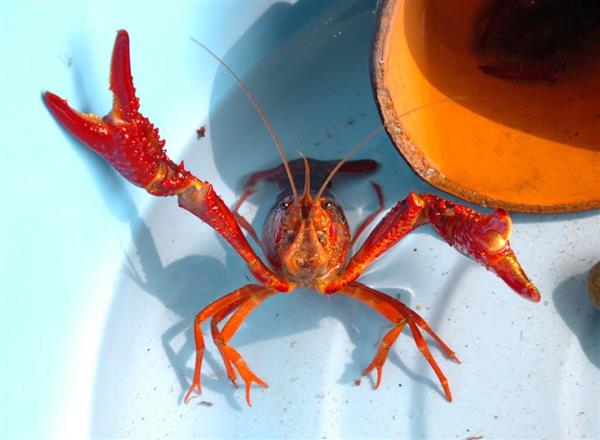 びっくりサイエンス 外来種のアメリカザリガニ 日本で繁栄した驚きの習性とは 1 3ページ 産経ニュース