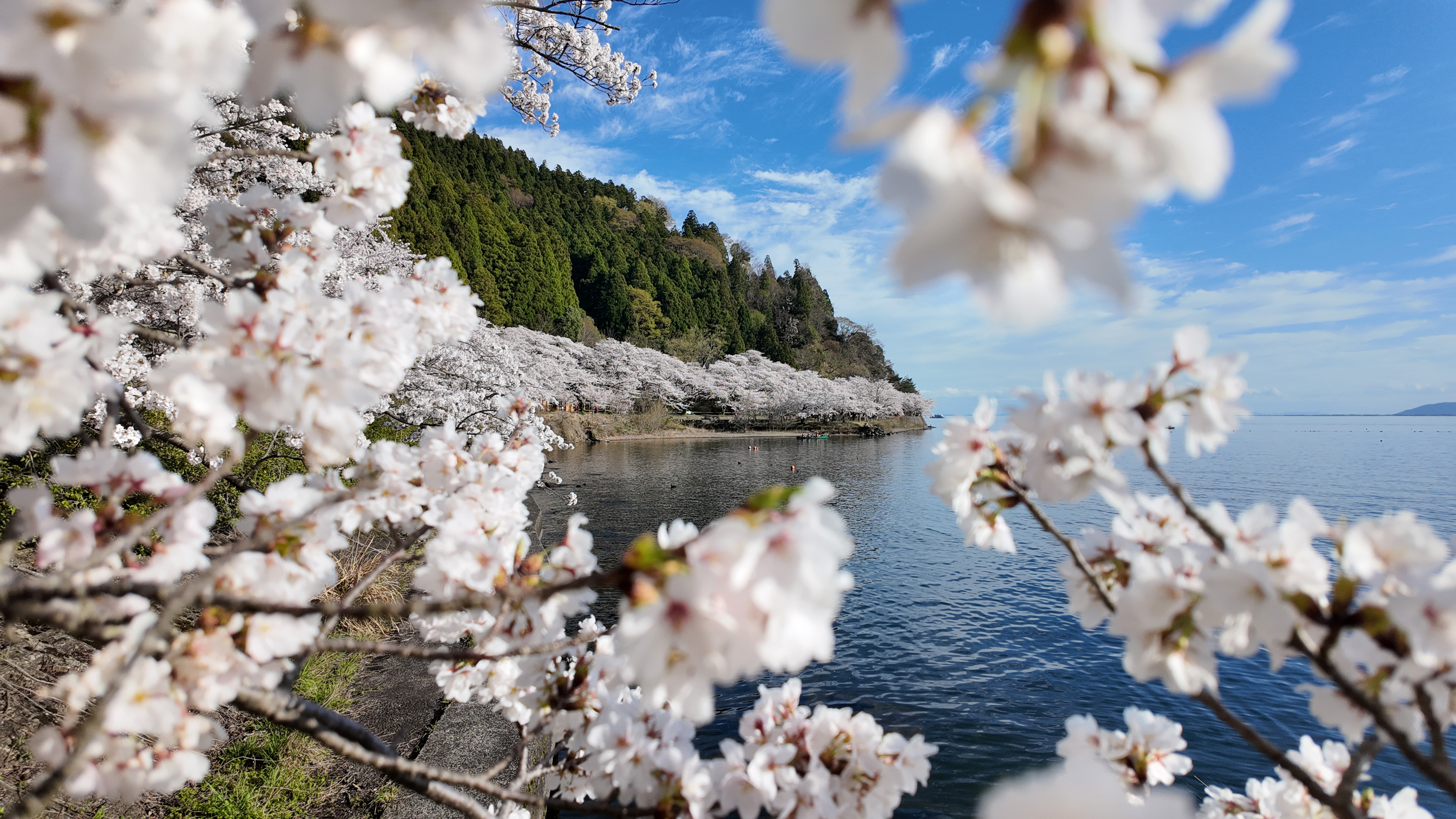 動画】ピンクと青のコントラストにため息 琵琶湖の春を彩る圧巻の桜